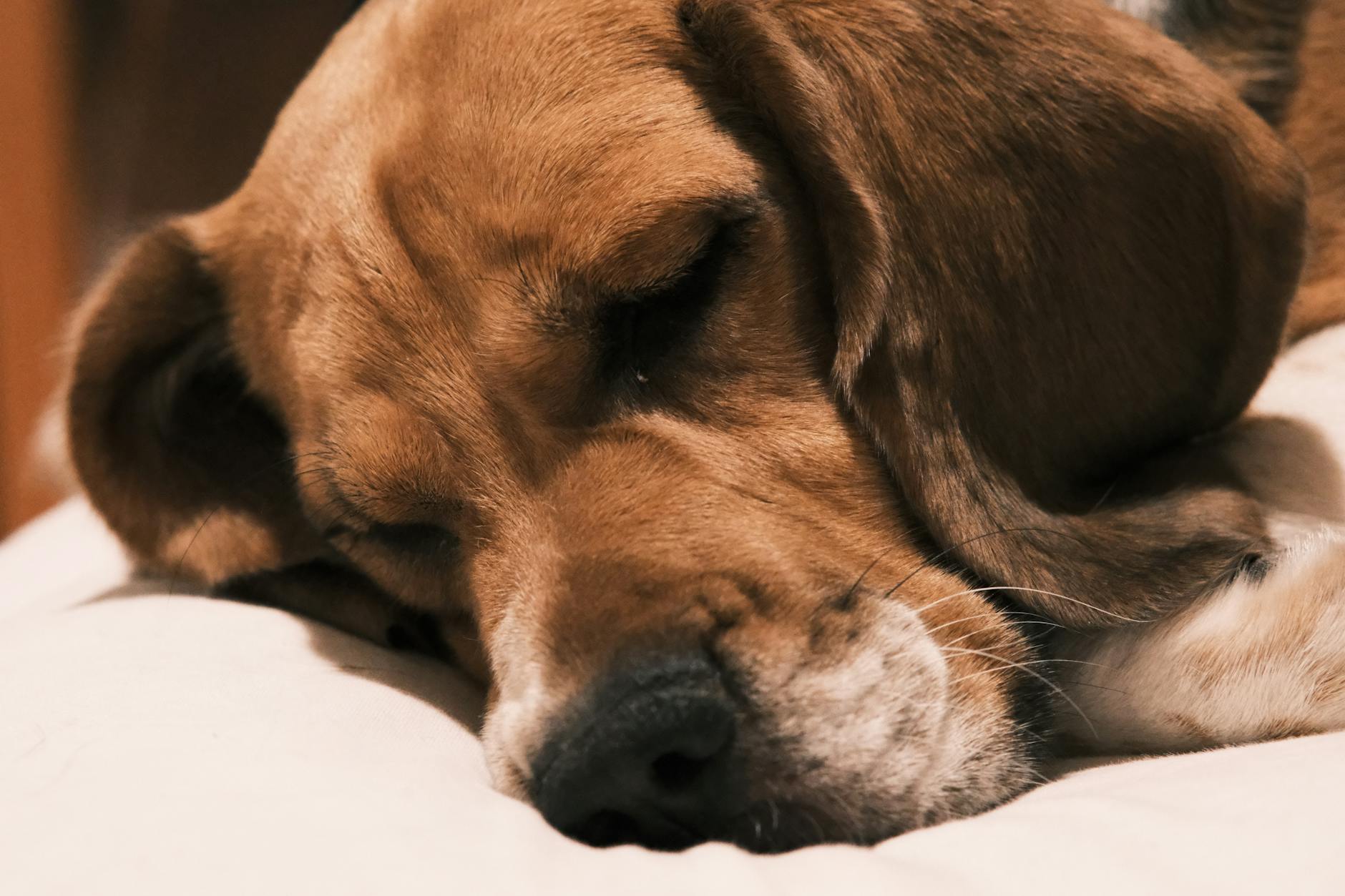 rahat yaşlı köpek yatak