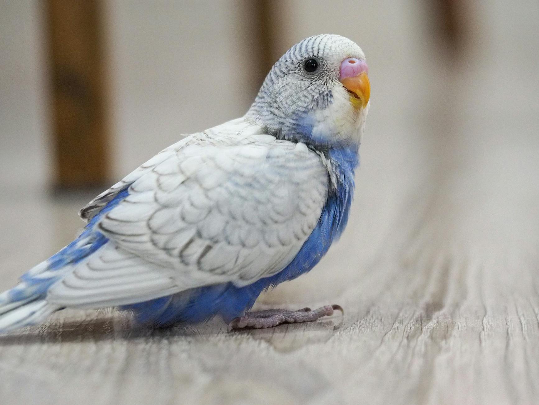Conure Papağanı Bakımı