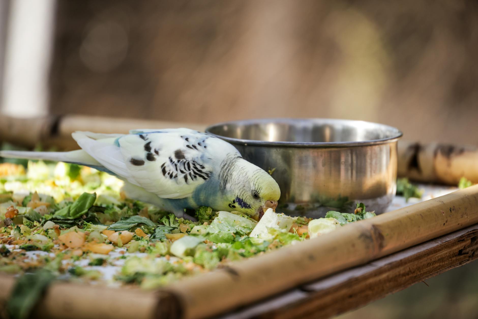 Conure Papağanı Bakımı
