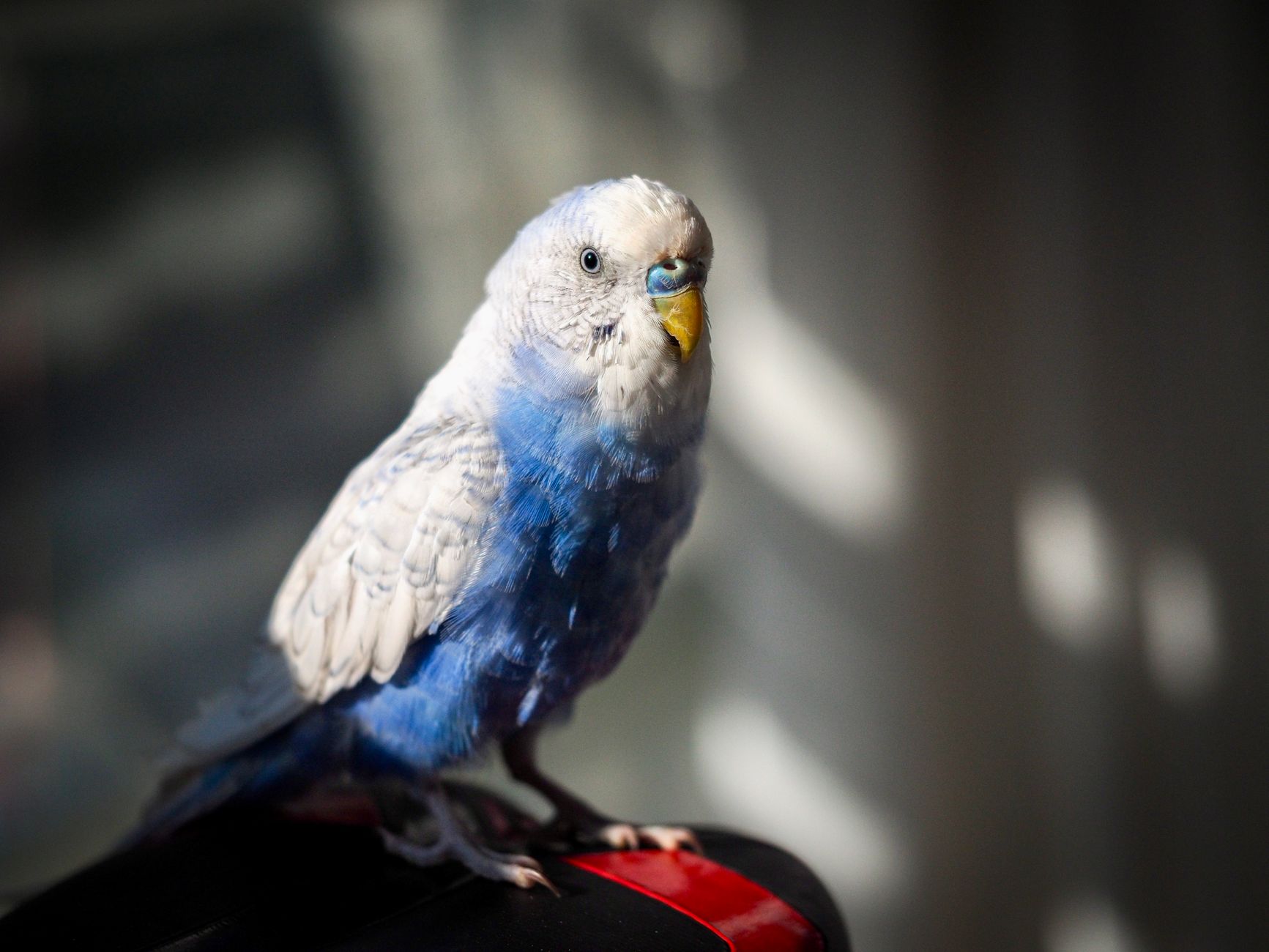 Conure Papağanı Bakımı