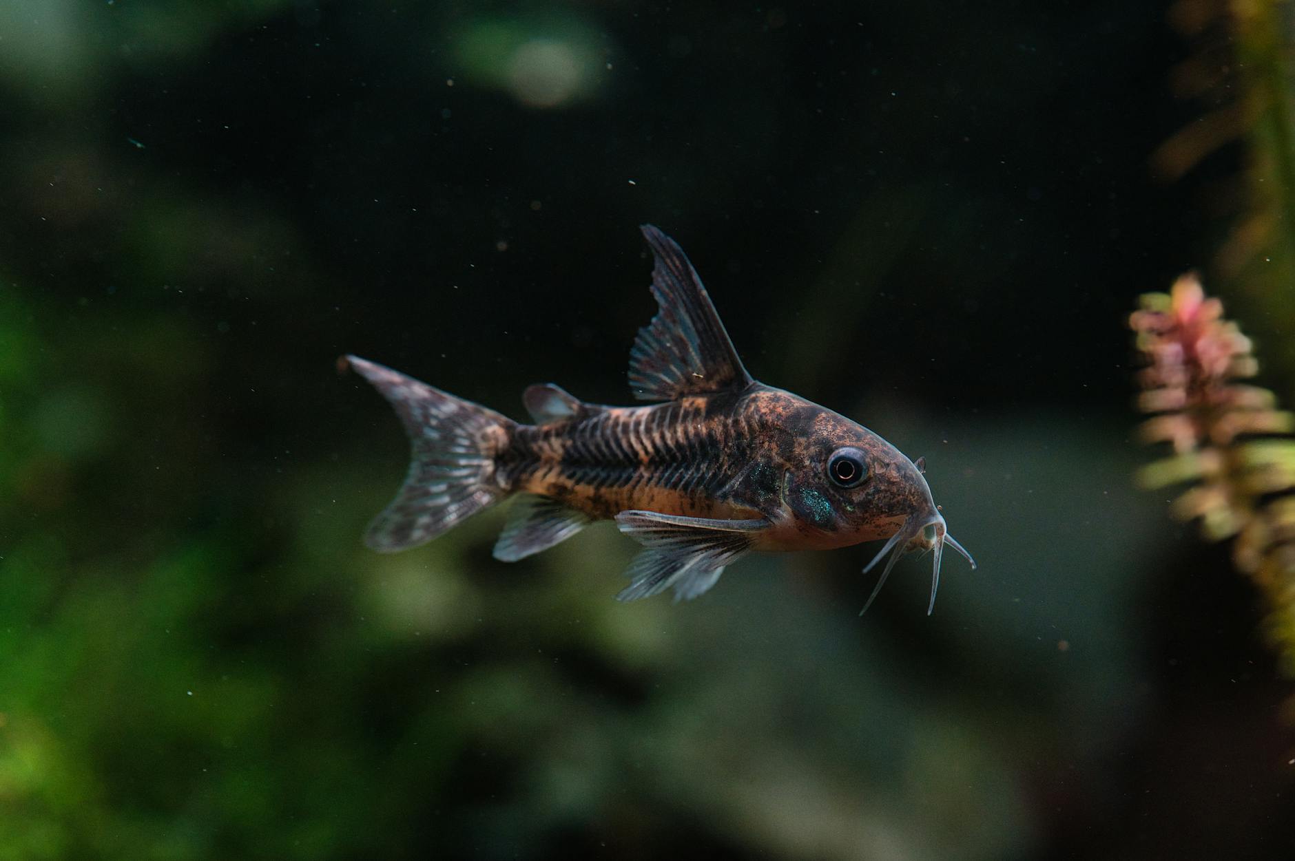 corydoras dip balığı kum