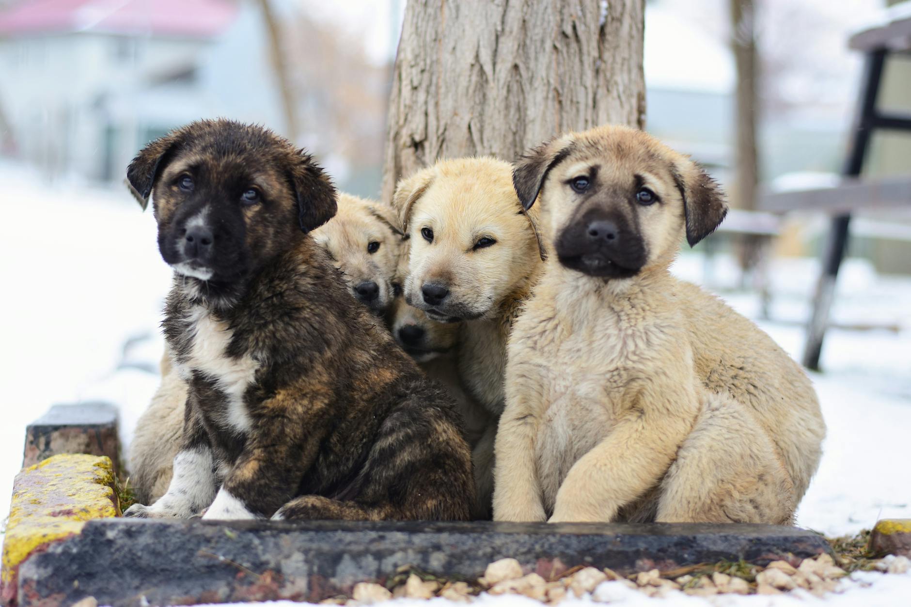 farklı köpek ırkları bir arada