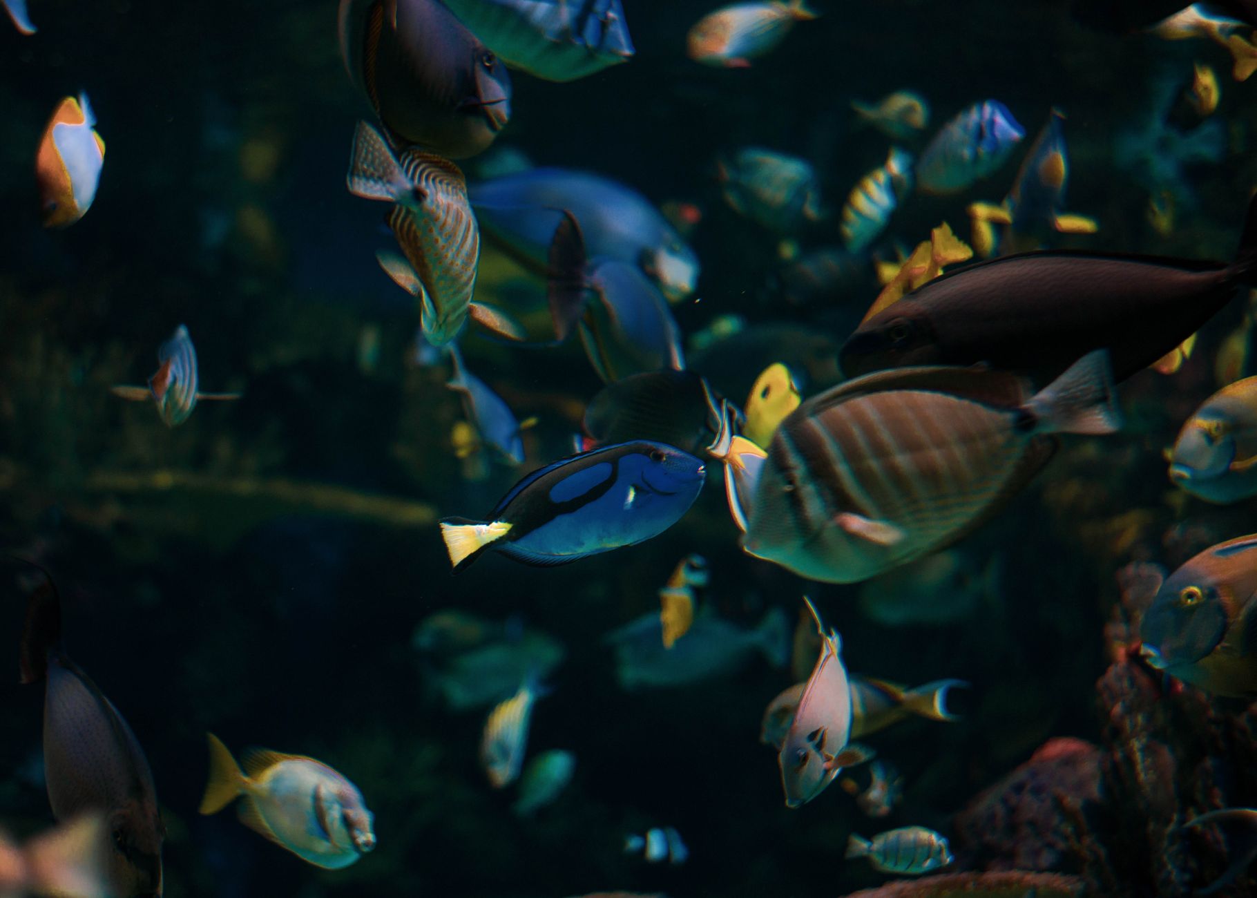 Dip Balıkları: Corydoras ve Pleco