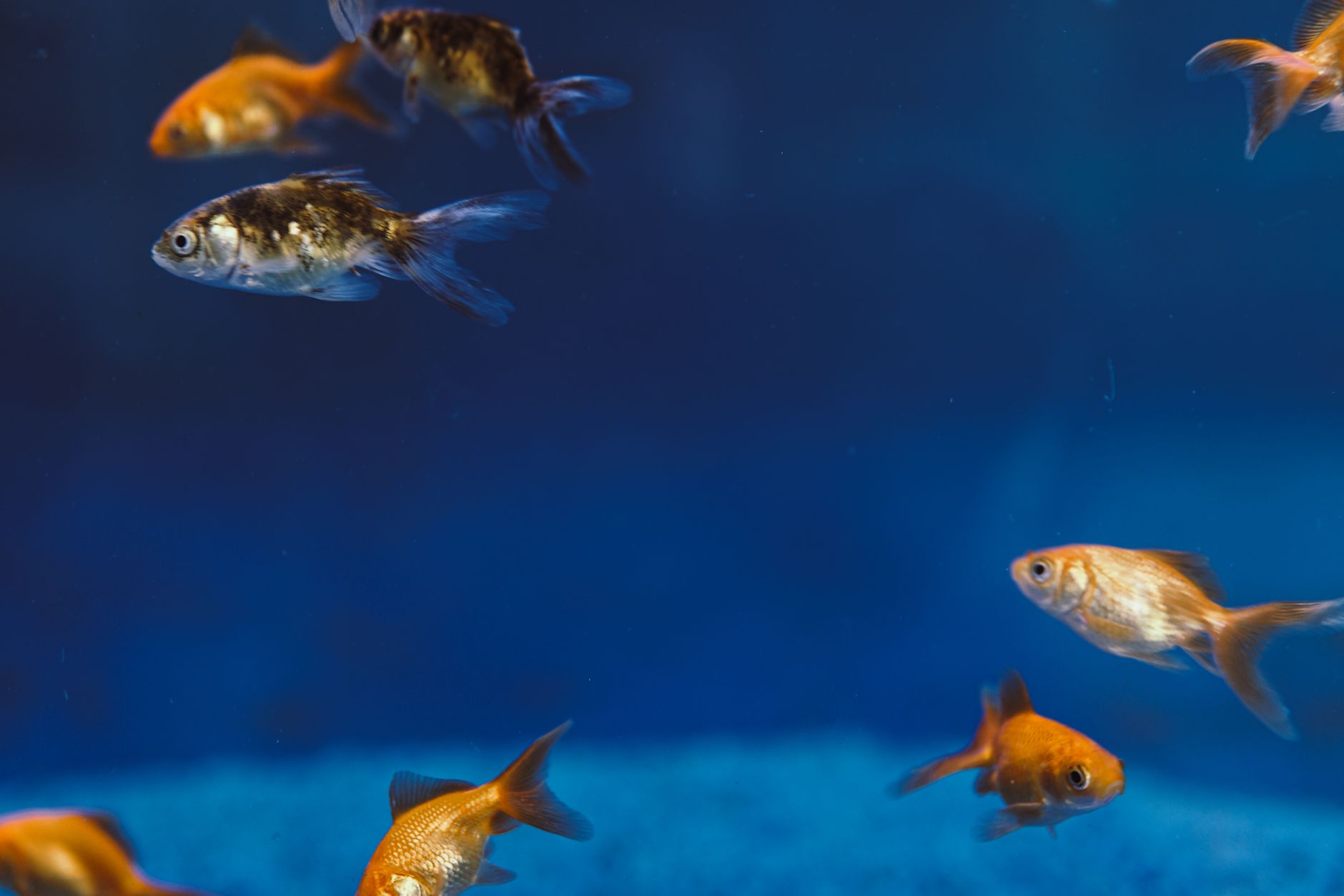 Dip Balıkları: Corydoras ve Pleco