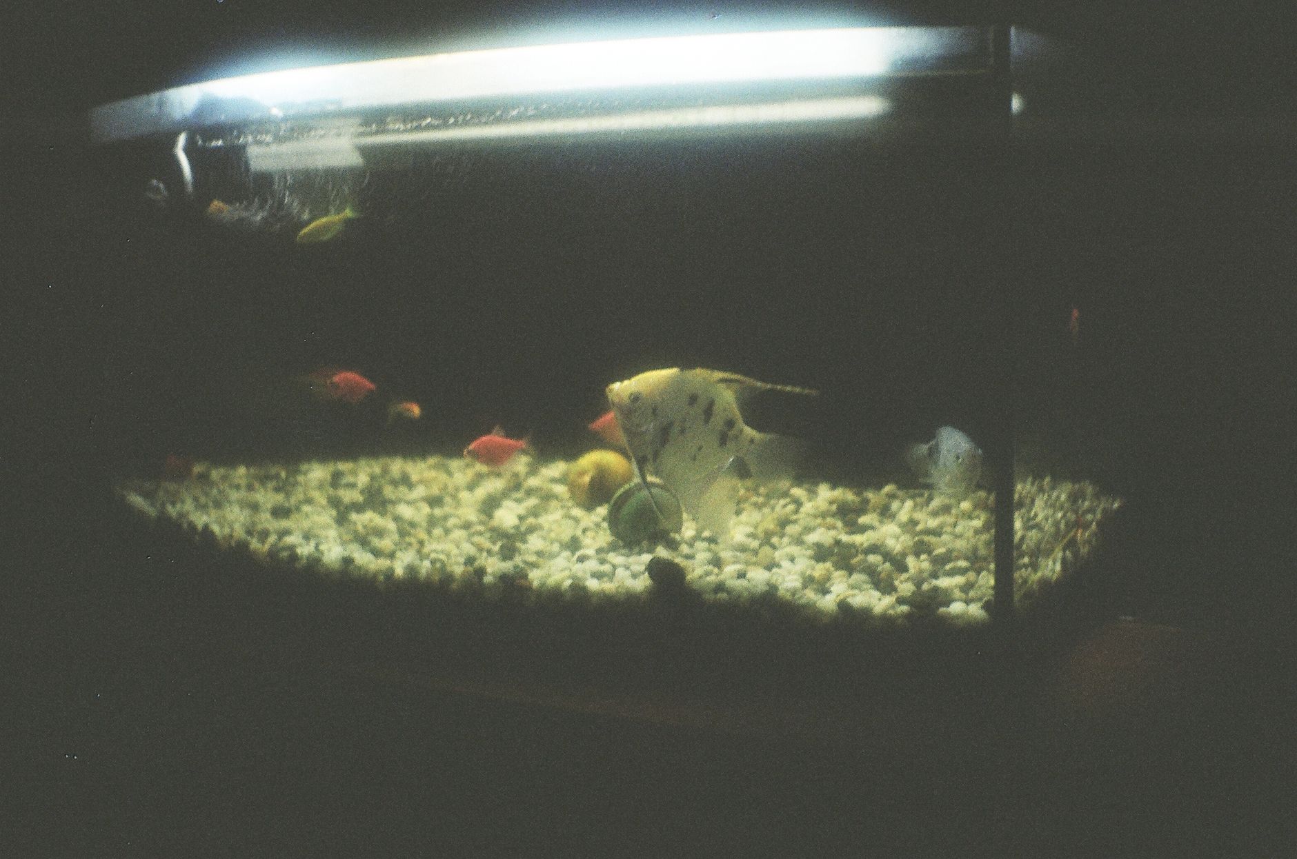 Dip Balıkları: Corydoras ve Pleco