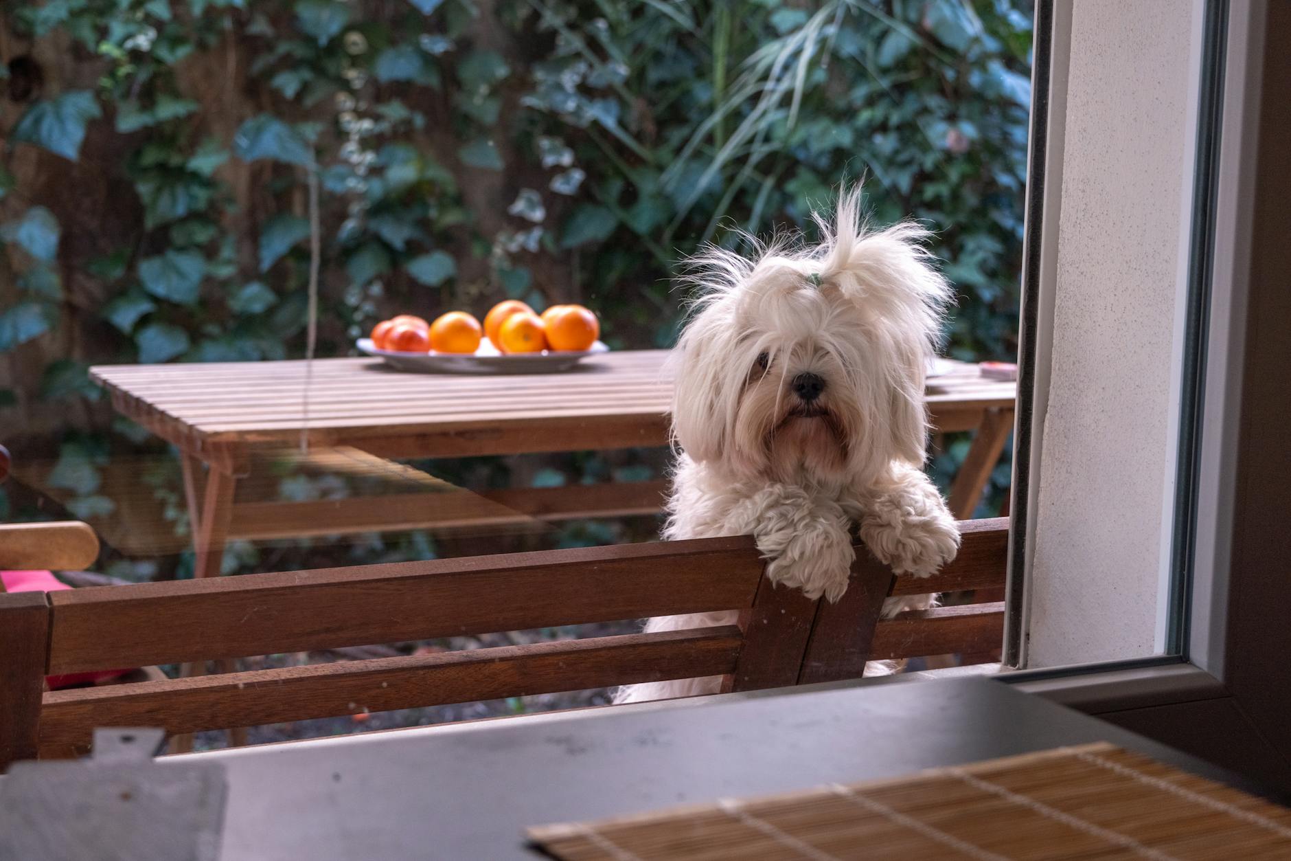 havlayan tetikte köpek