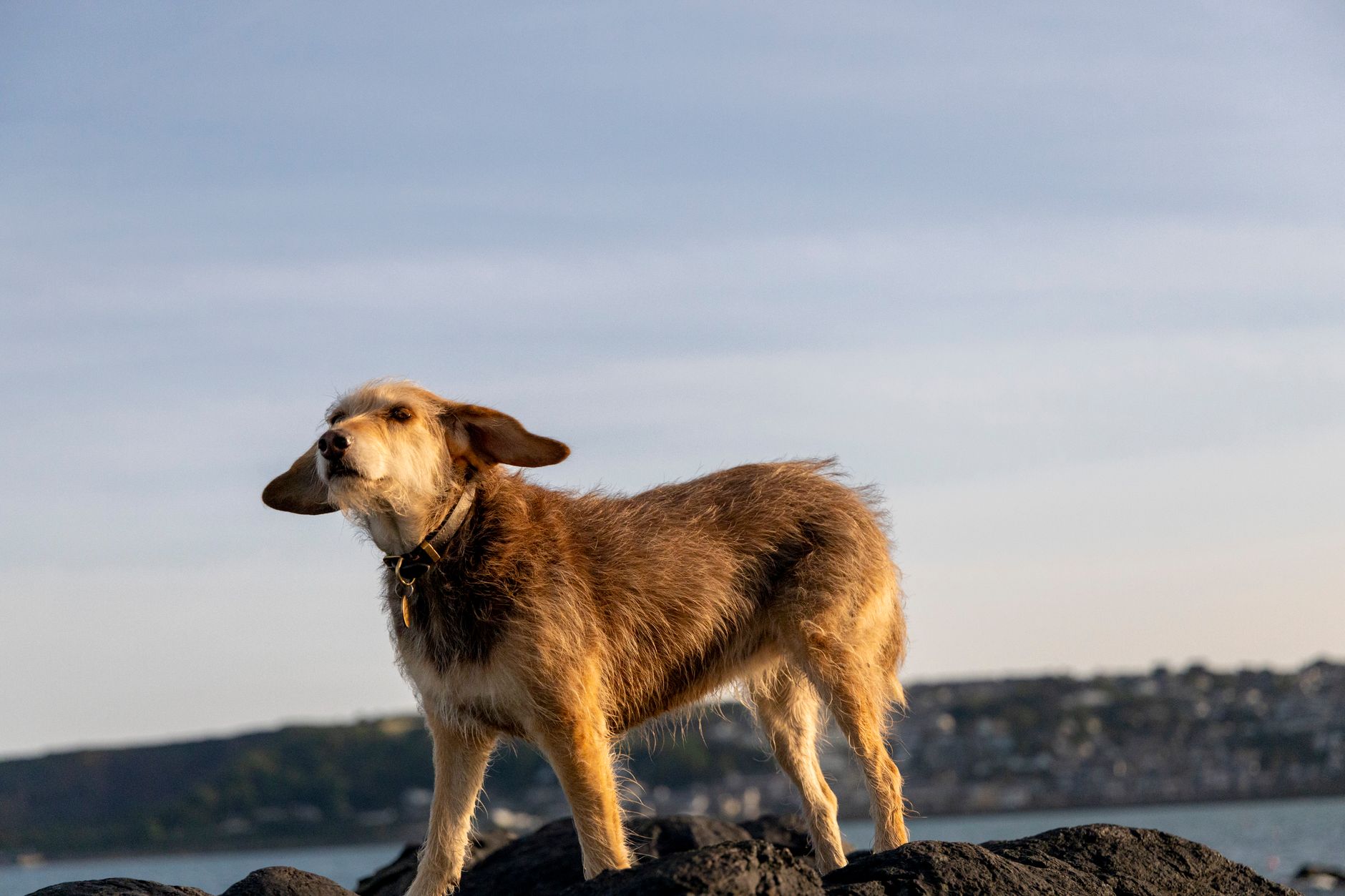 köpek havlıyor dikkat