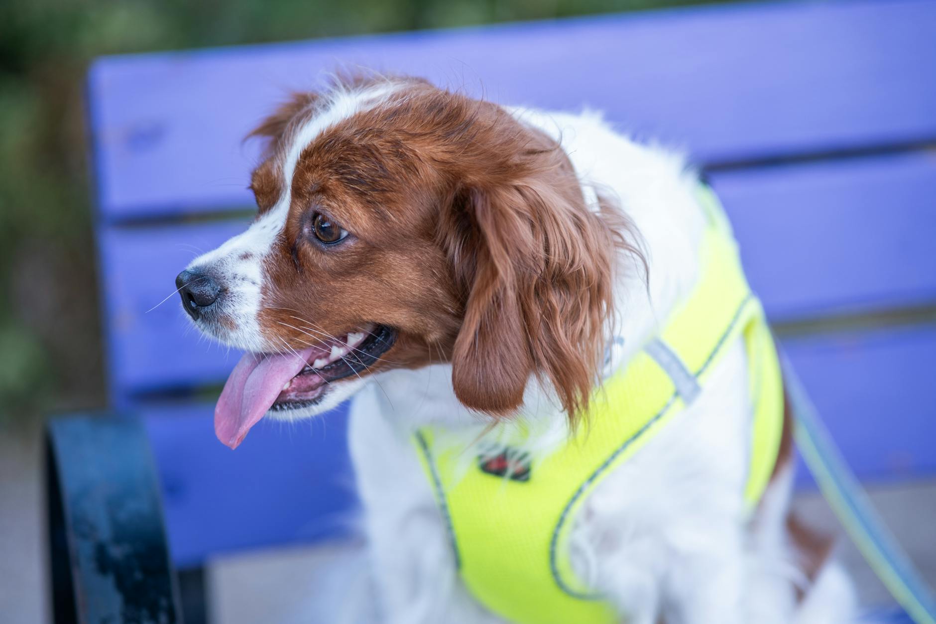 kennel cough köpek öksürük