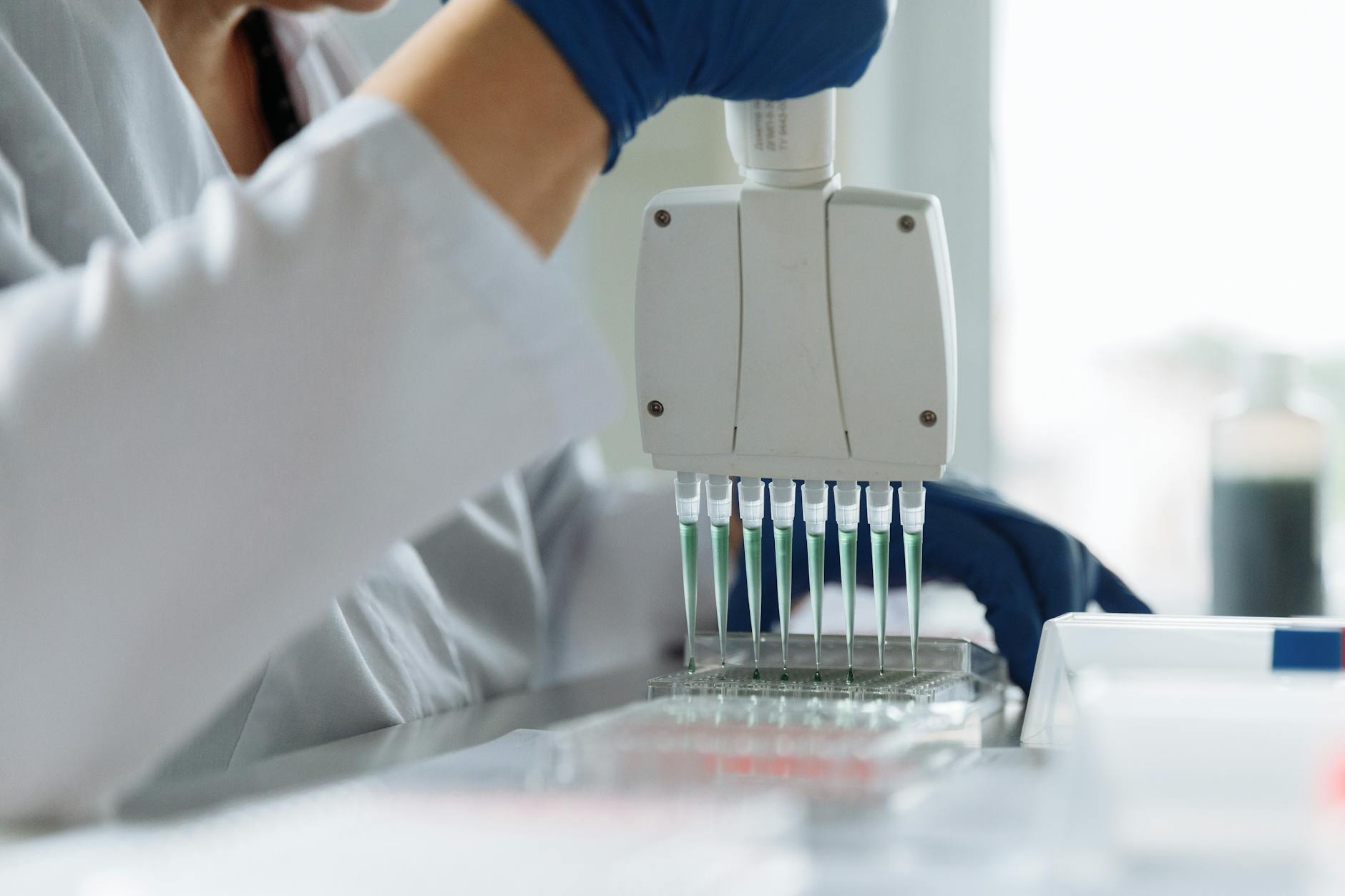 köpek dna test örnek