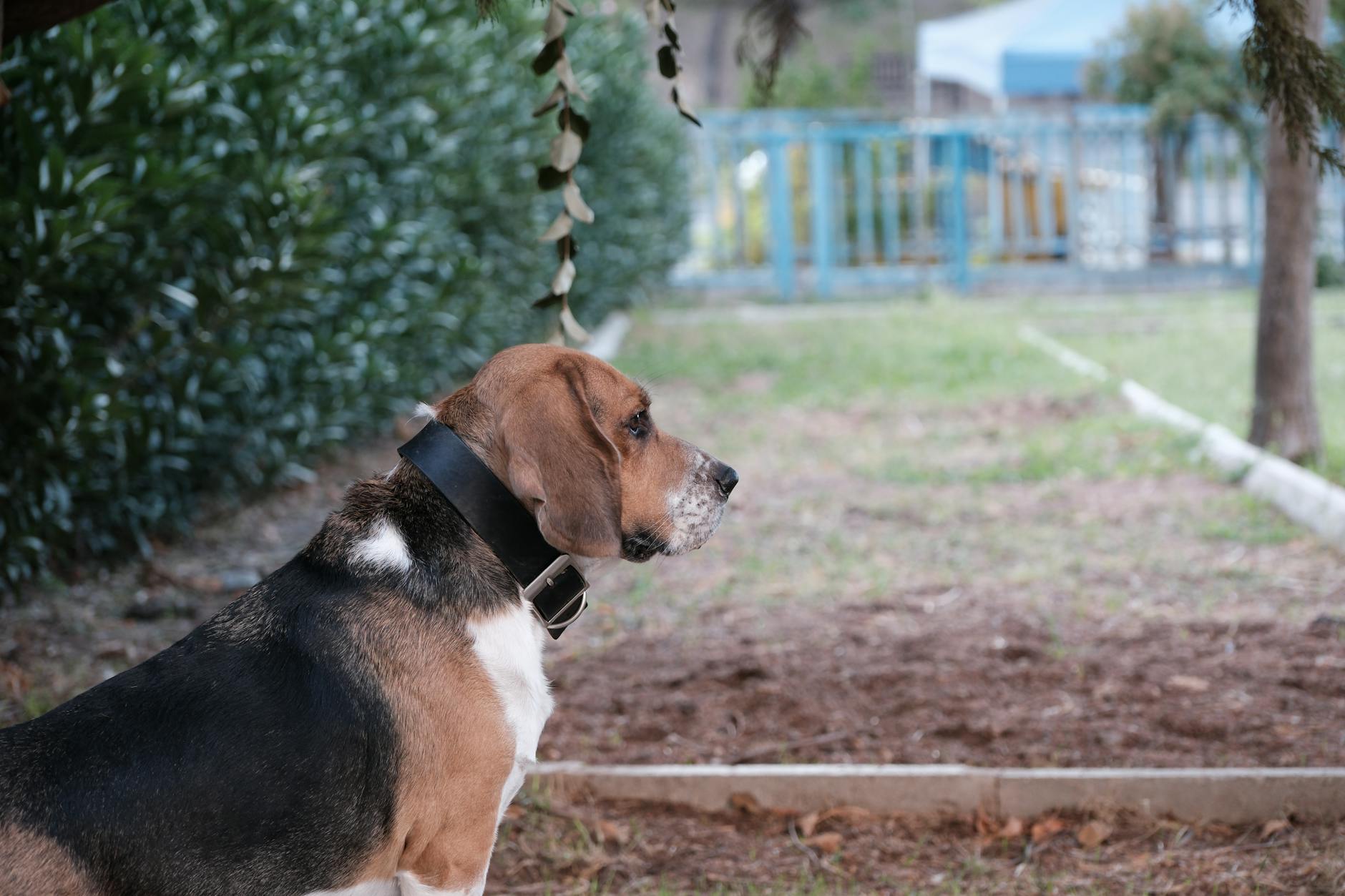 köpek donuk tüy cilt