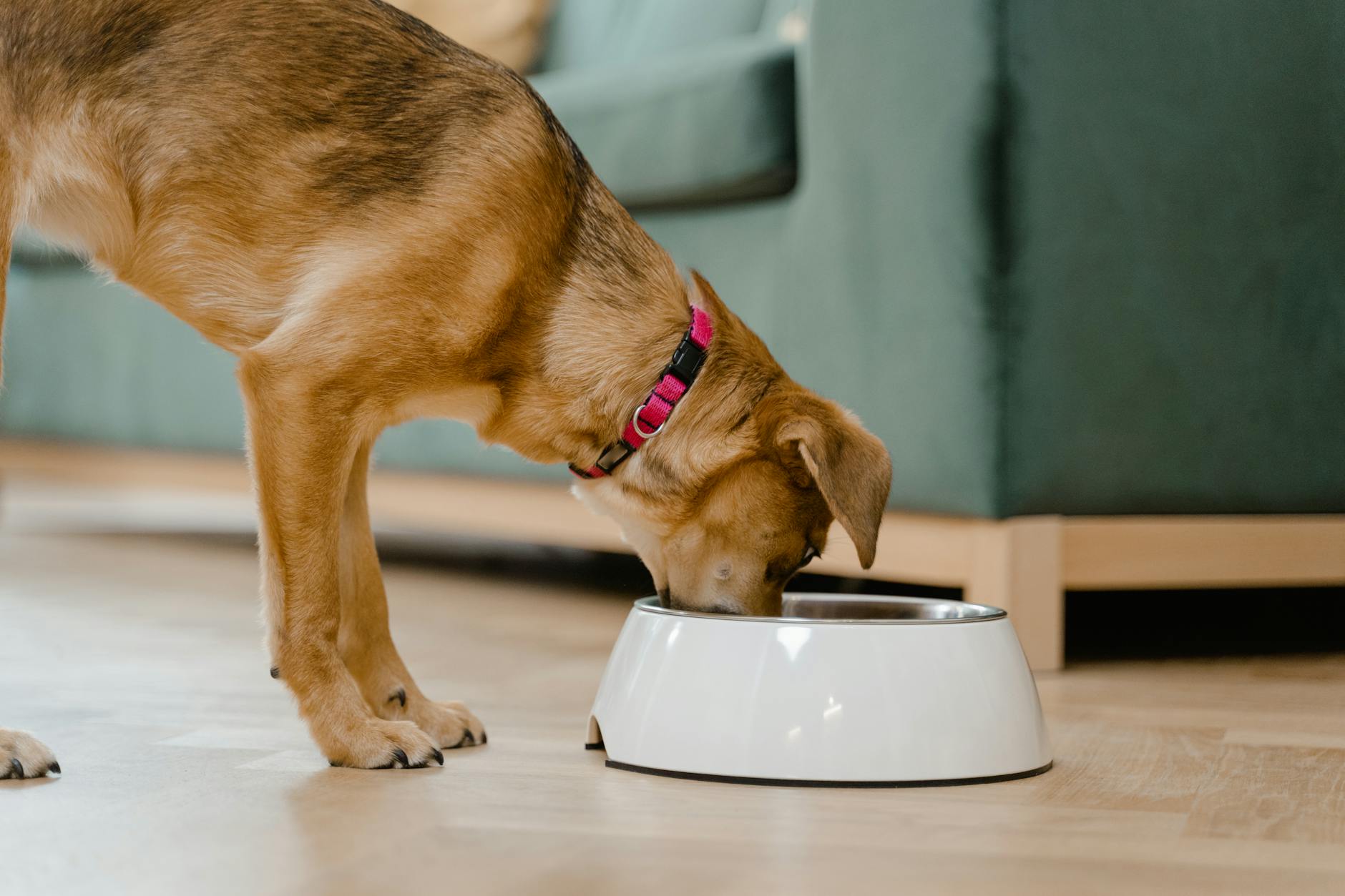 köpek kasesinden yiyor