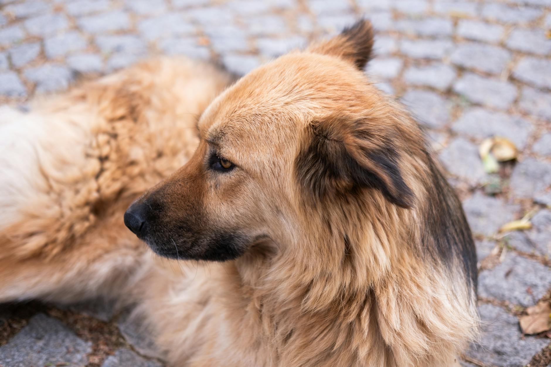 köpek maması etiket okuma