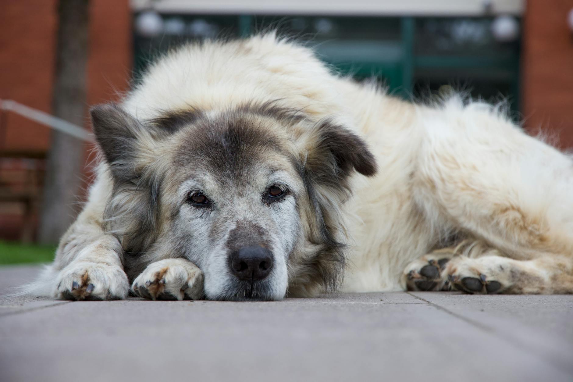 köpek kalp muayene steteskop