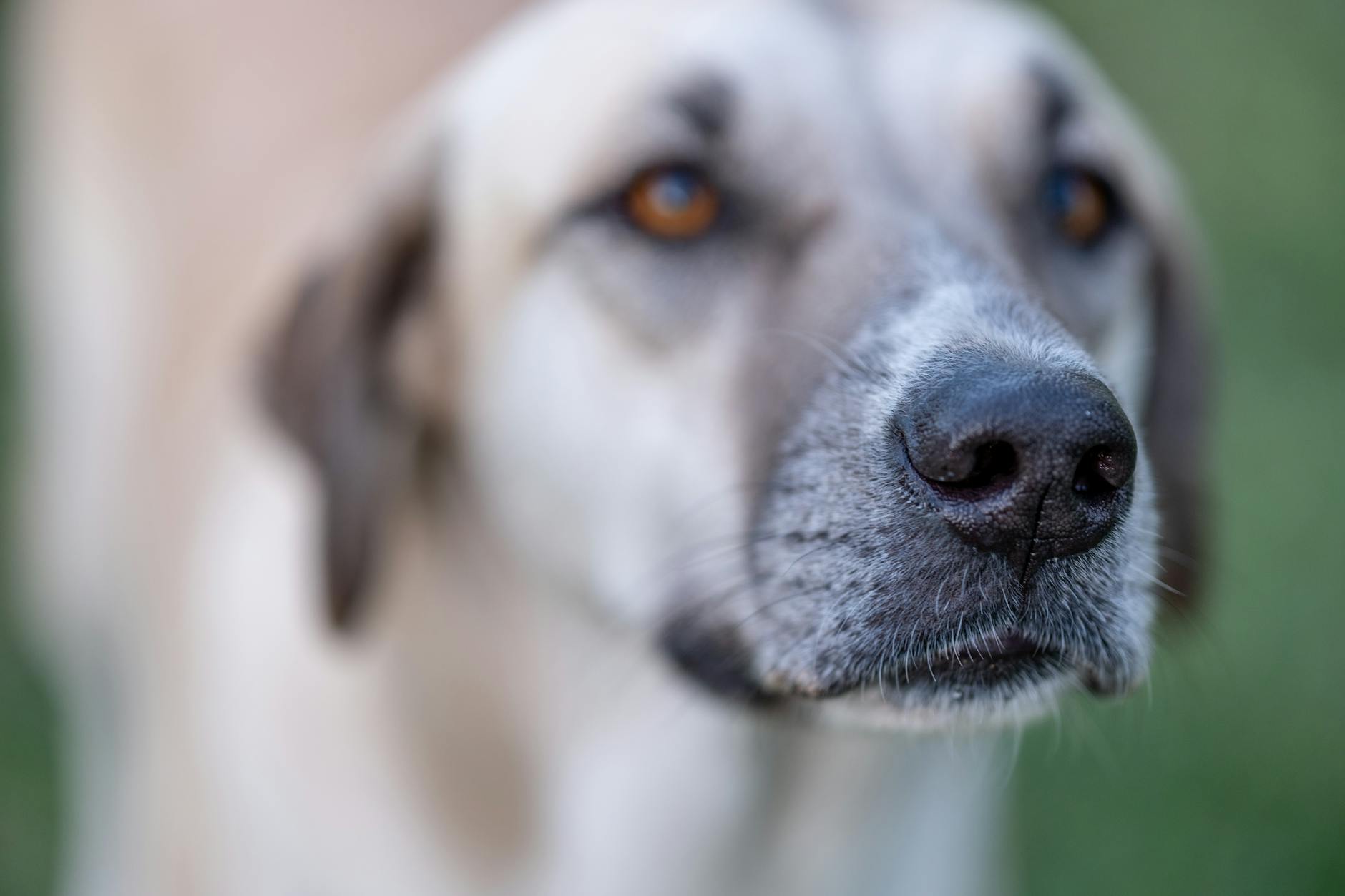 köpek burun yakın çekim