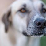 Köpekte Burun Akıntısı ve Hapşırma: Enfeksiyon Belirtileri