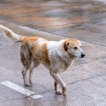 köpek su birikintisi dışarı