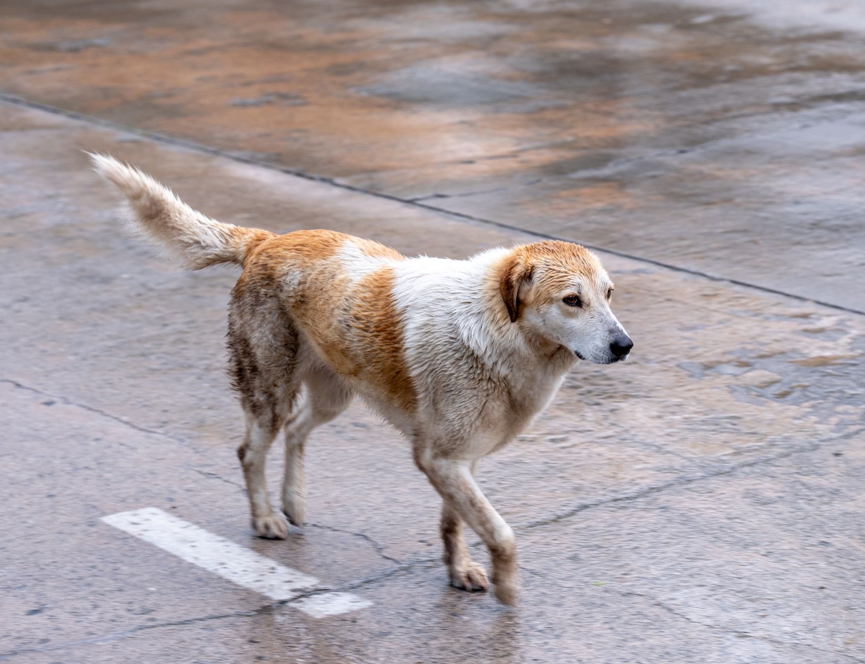 köpek su birikintisi dışarı