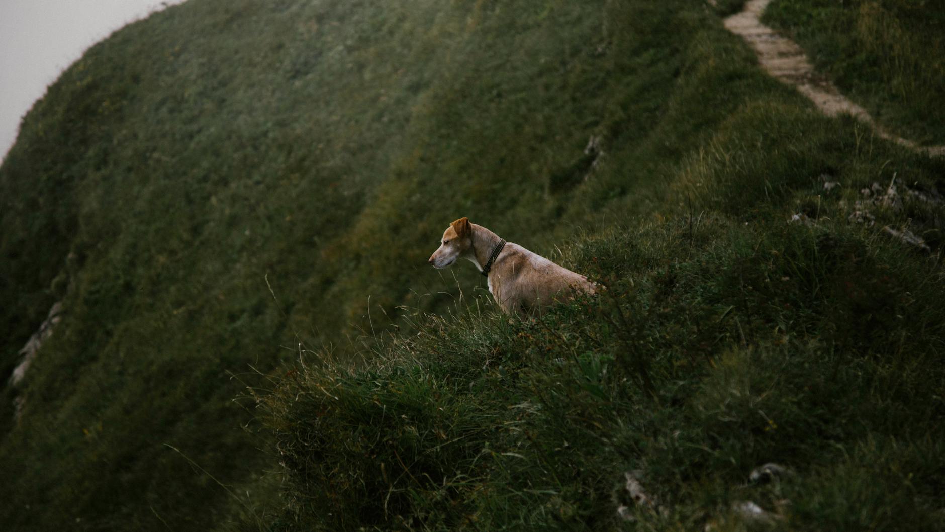 köpek çimde dışarıda
