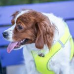 Köpekte Öksürük: Nedenler ve Vetere Ne Zaman Gidilir