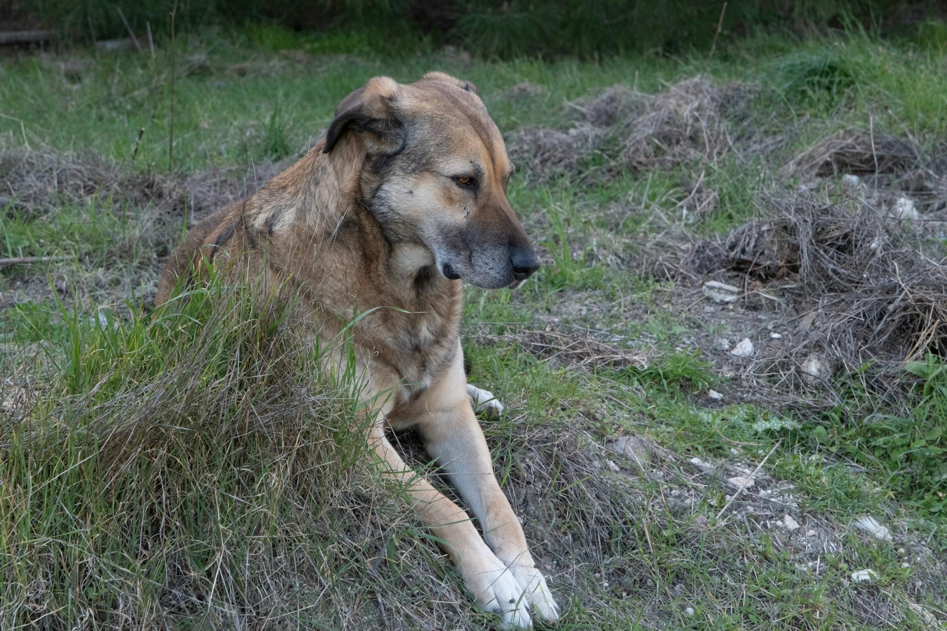 çimende uyuyan köpek