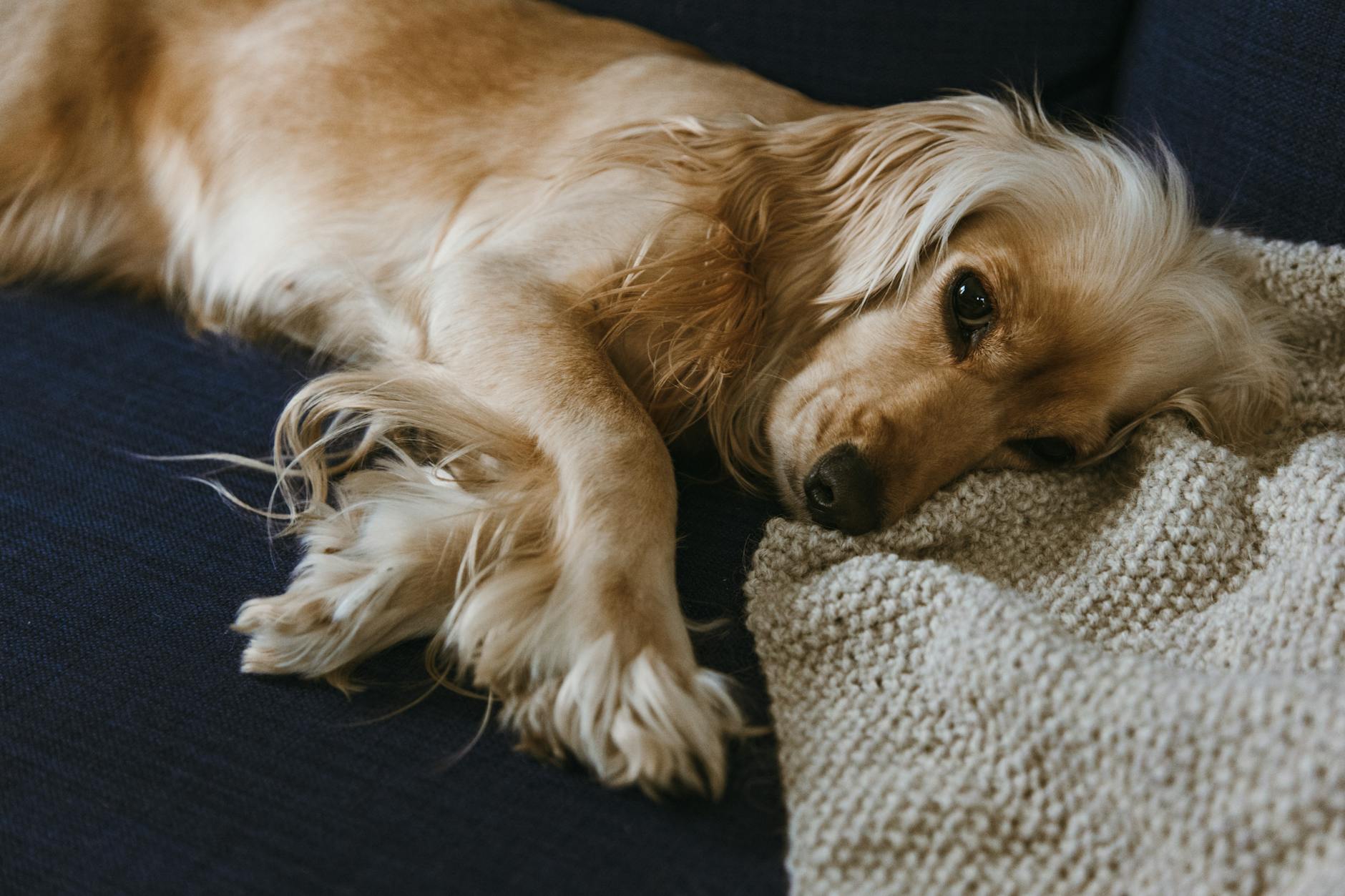 köpek gribi hasta dinlenen