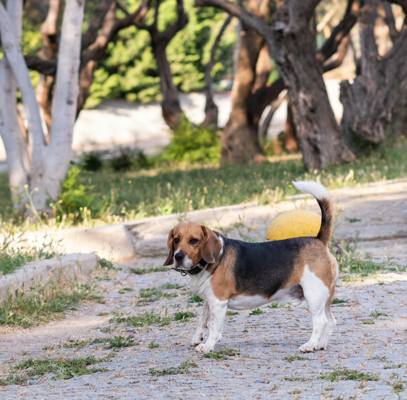 köpek koşuyor oynuyor park