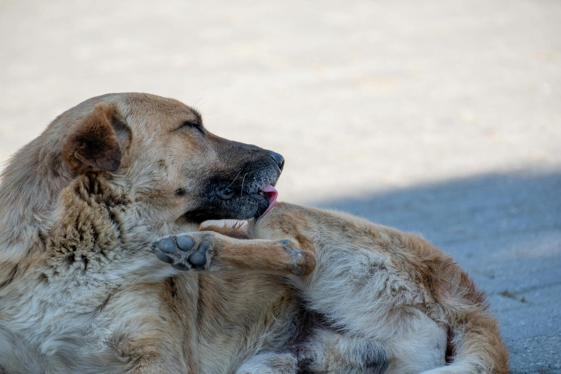 köpek deri muayene veteriner