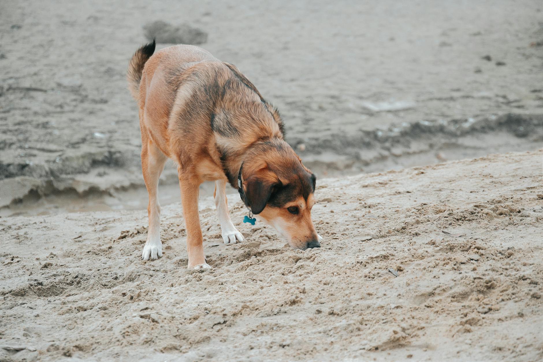 koklama oyunu köpek