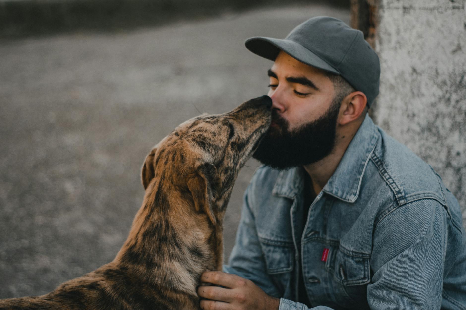 köpek eğitim sahip pozitif