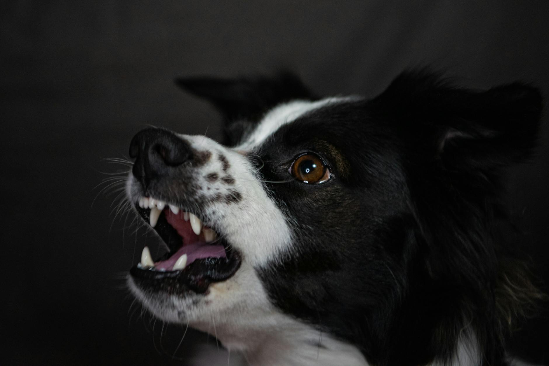 köpek veteriner muayene