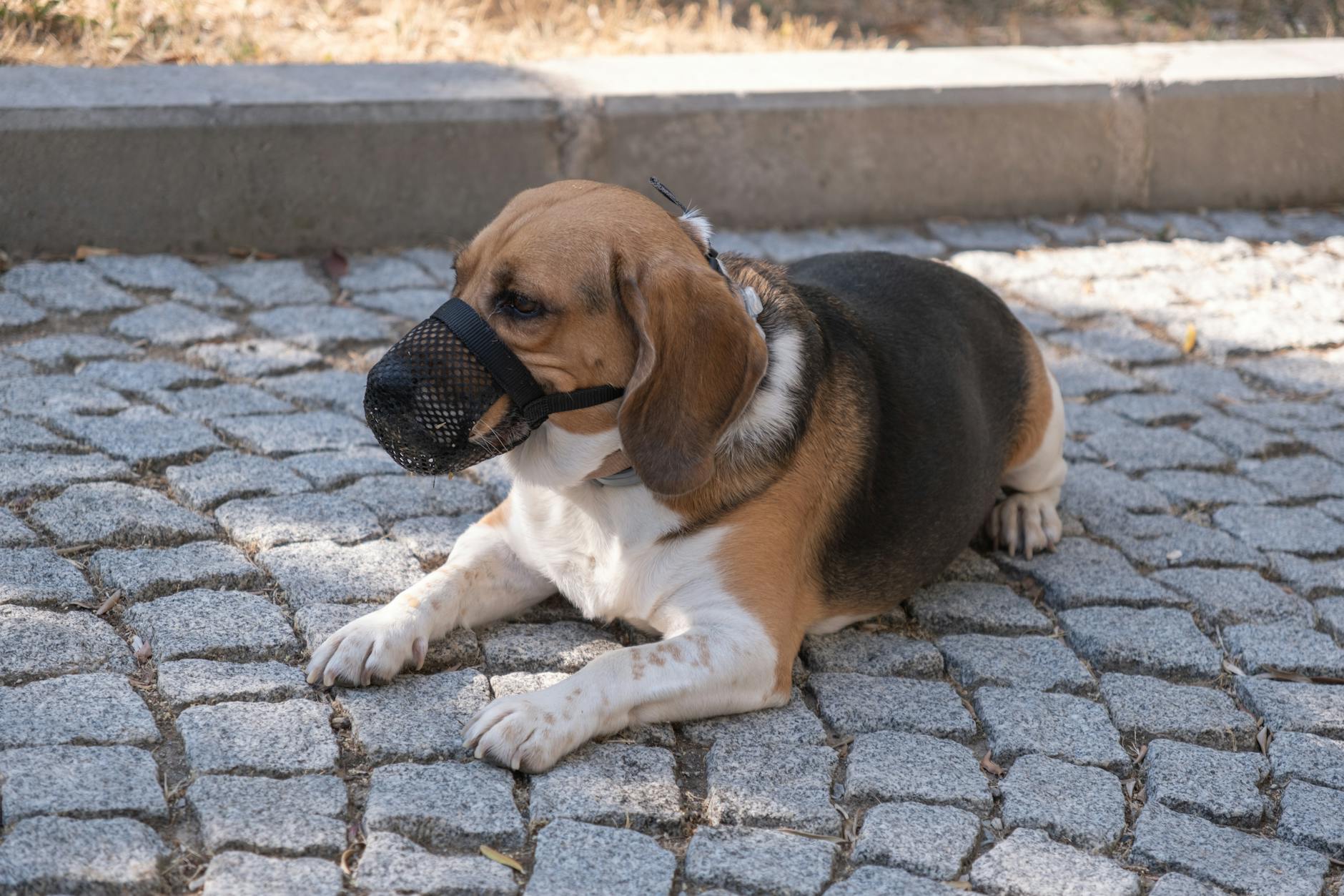 köpek sepet ağızlık
