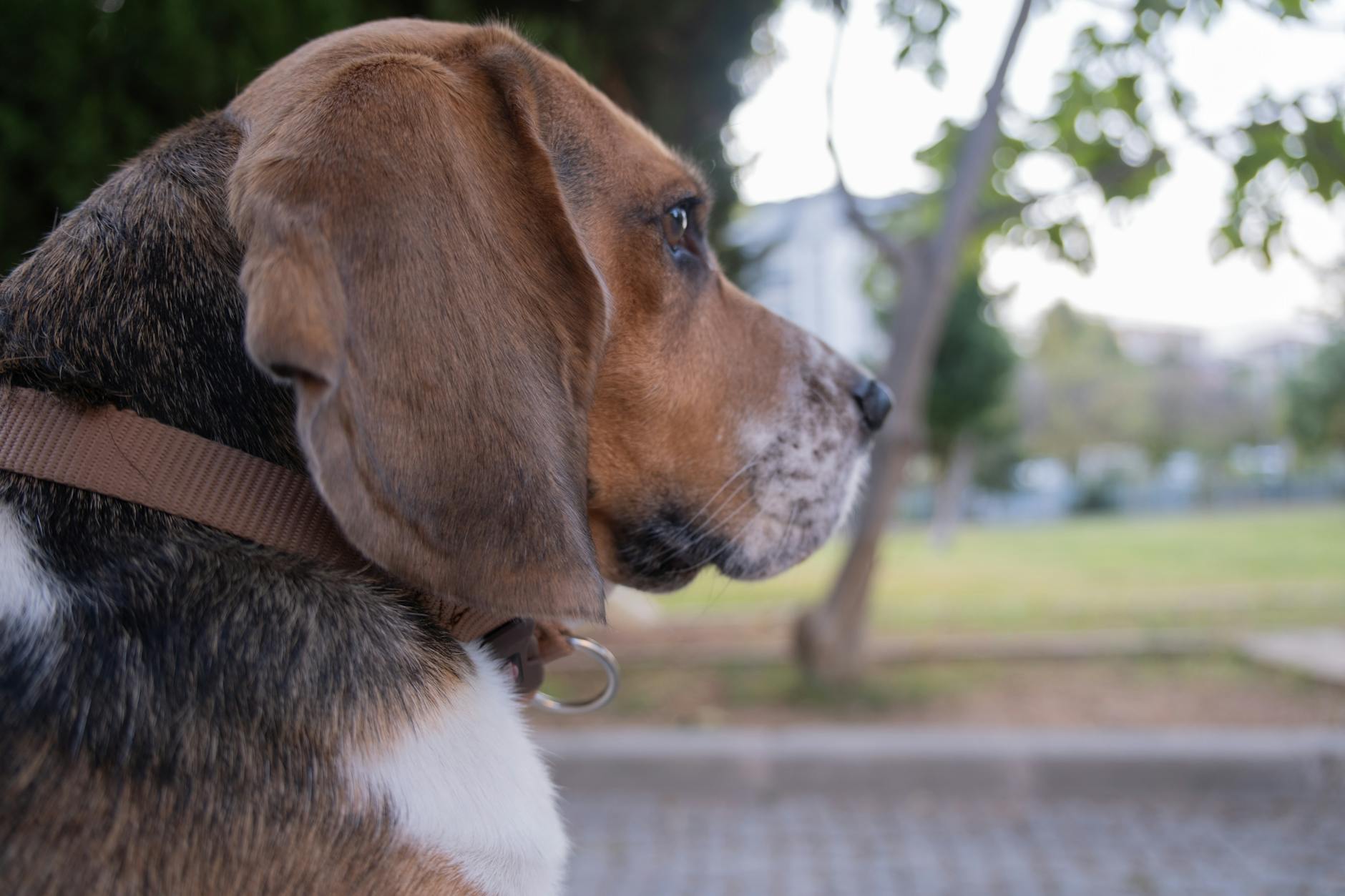 köpek tasma takılı mutlu