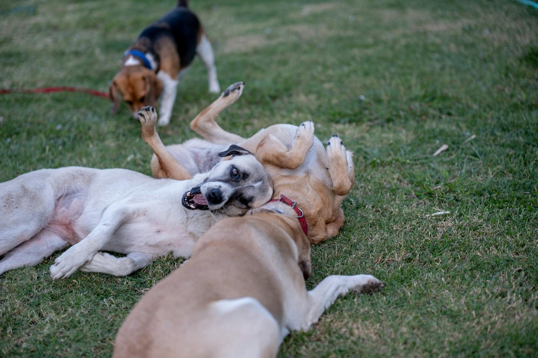 köpek pansiyon kafes