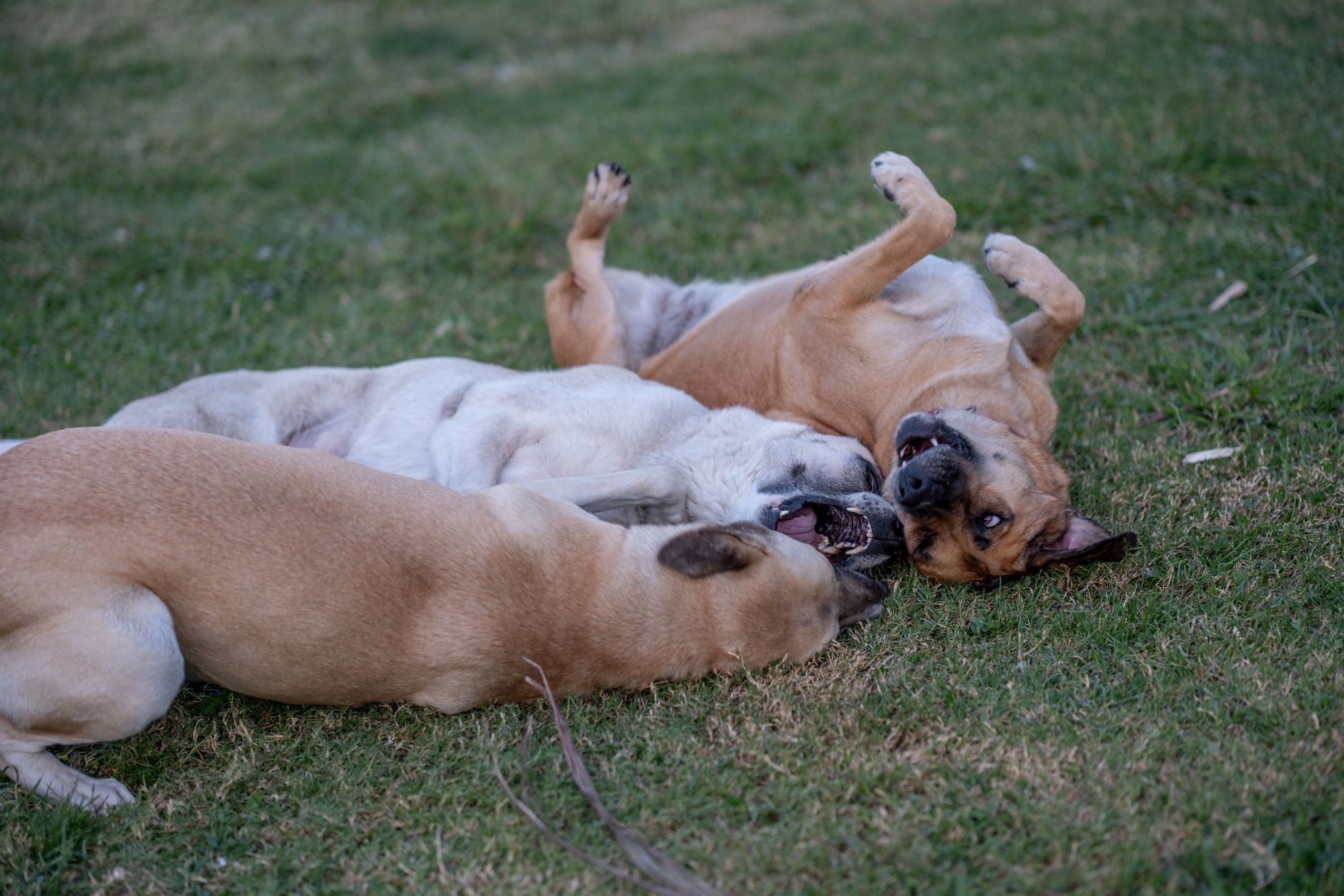 köpek pansiyon kafes