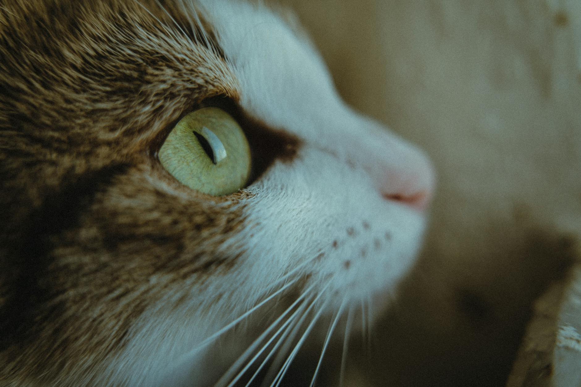 Egzotik Kedi Irkları: Bengal, Savannah, Toyger, Serengeti ve Vahşi Görünümlü Kediler