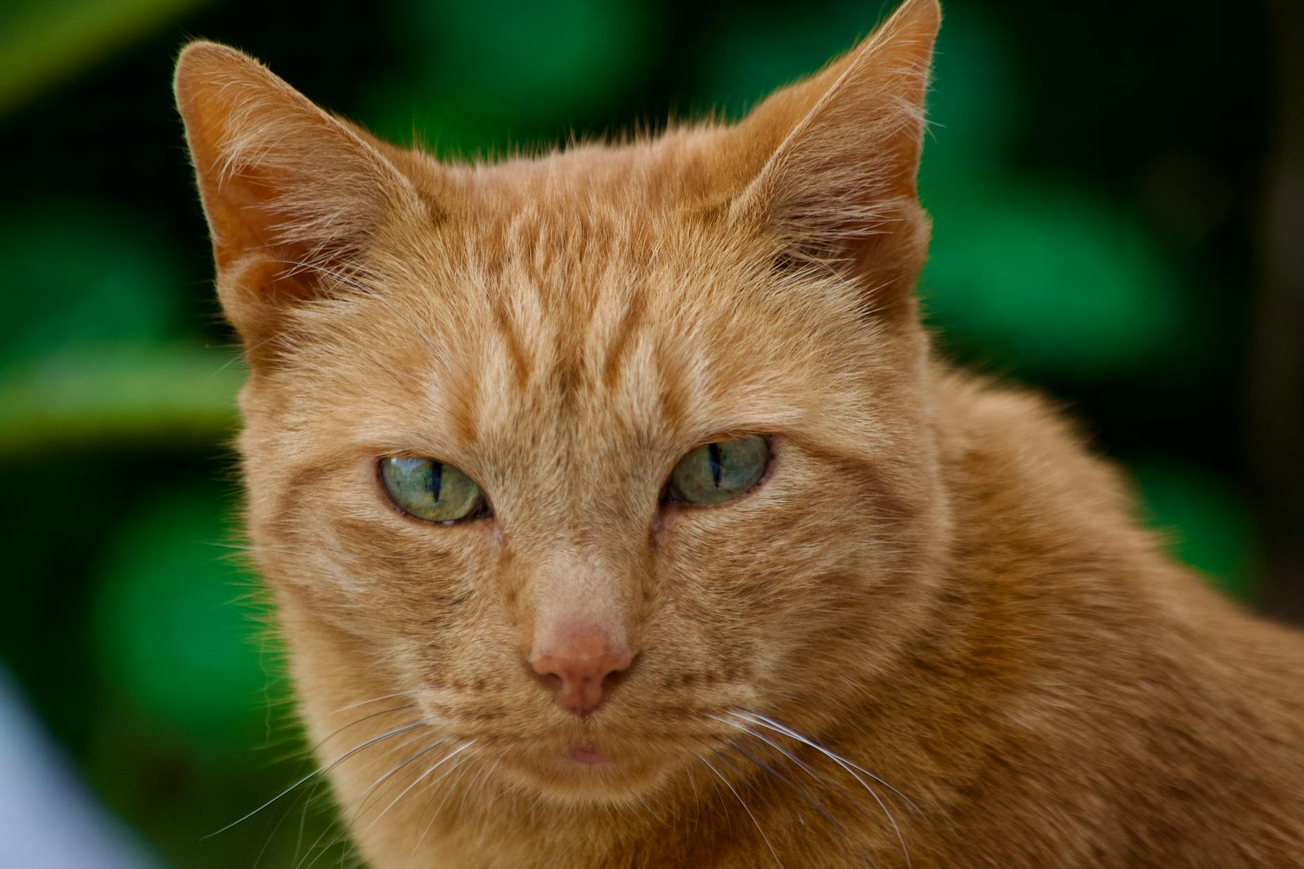 Egzotik Kedi Irkları: Bengal, Savannah, Toyger, Serengeti ve Vahşi Görünümlü Kediler