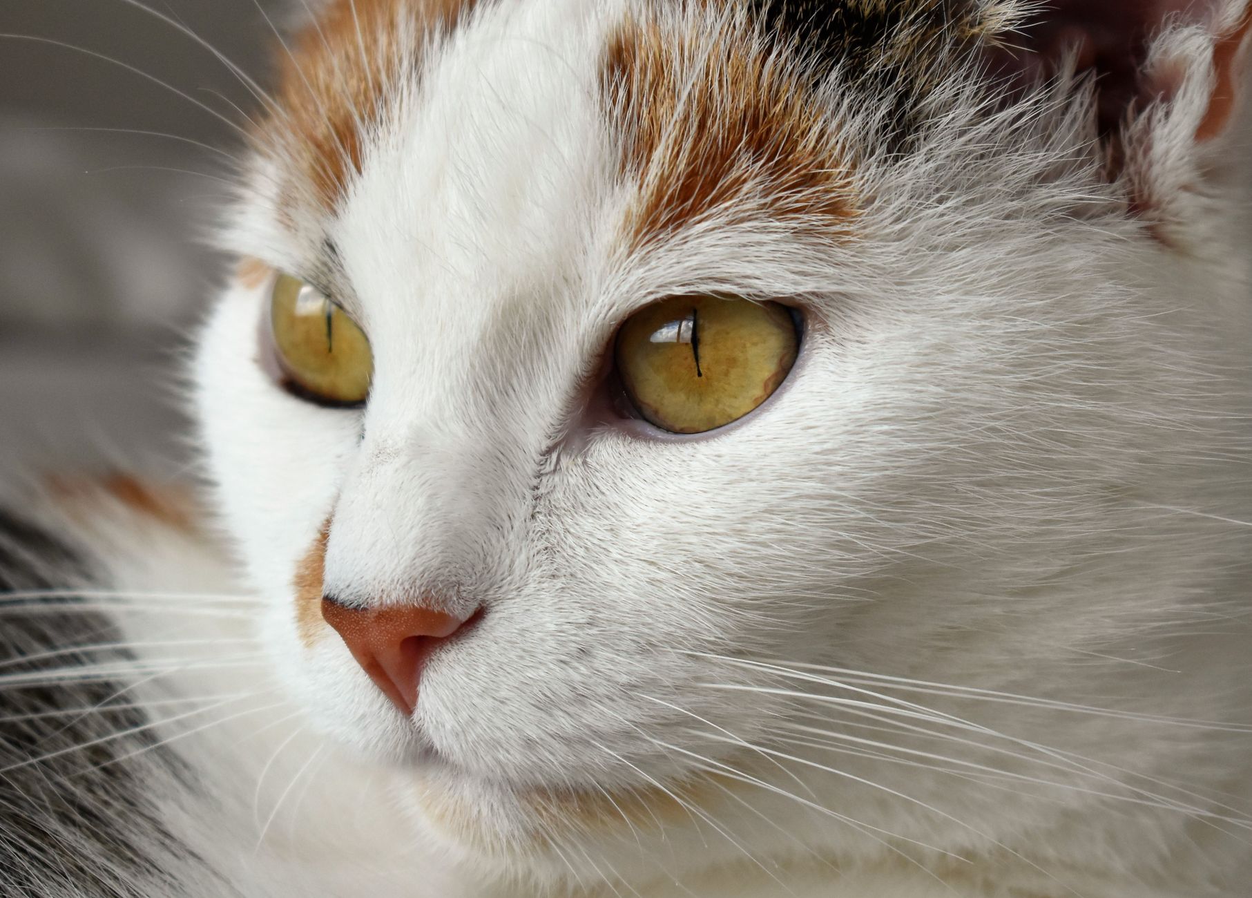 Egzotik Kedi Irkları: Bengal, Savannah, Toyger, Serengeti ve Vahşi Görünümlü Kediler