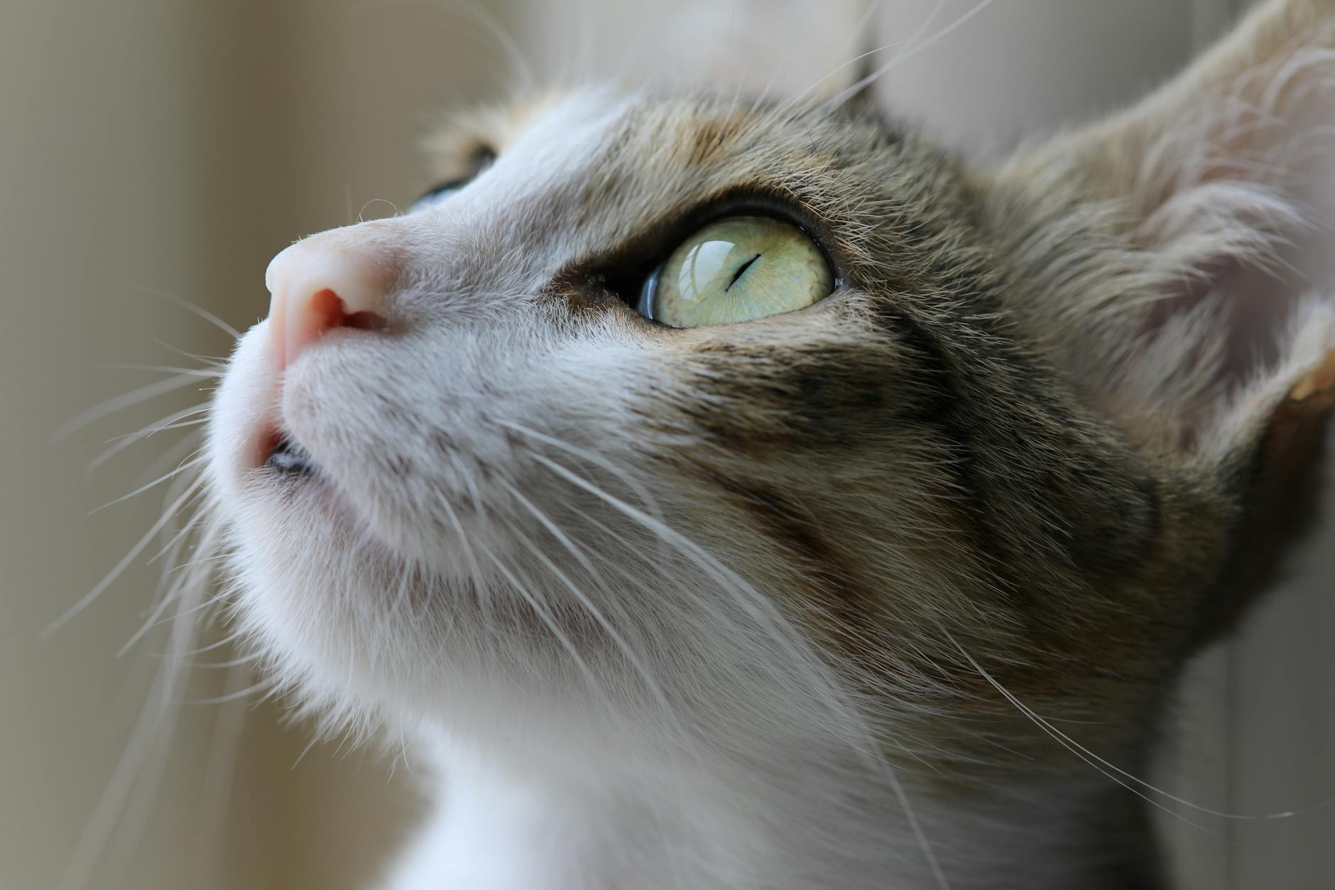 Egzotik Kedi Irkları: Bengal, Savannah, Toyger, Serengeti ve Vahşi Görünümlü Kediler