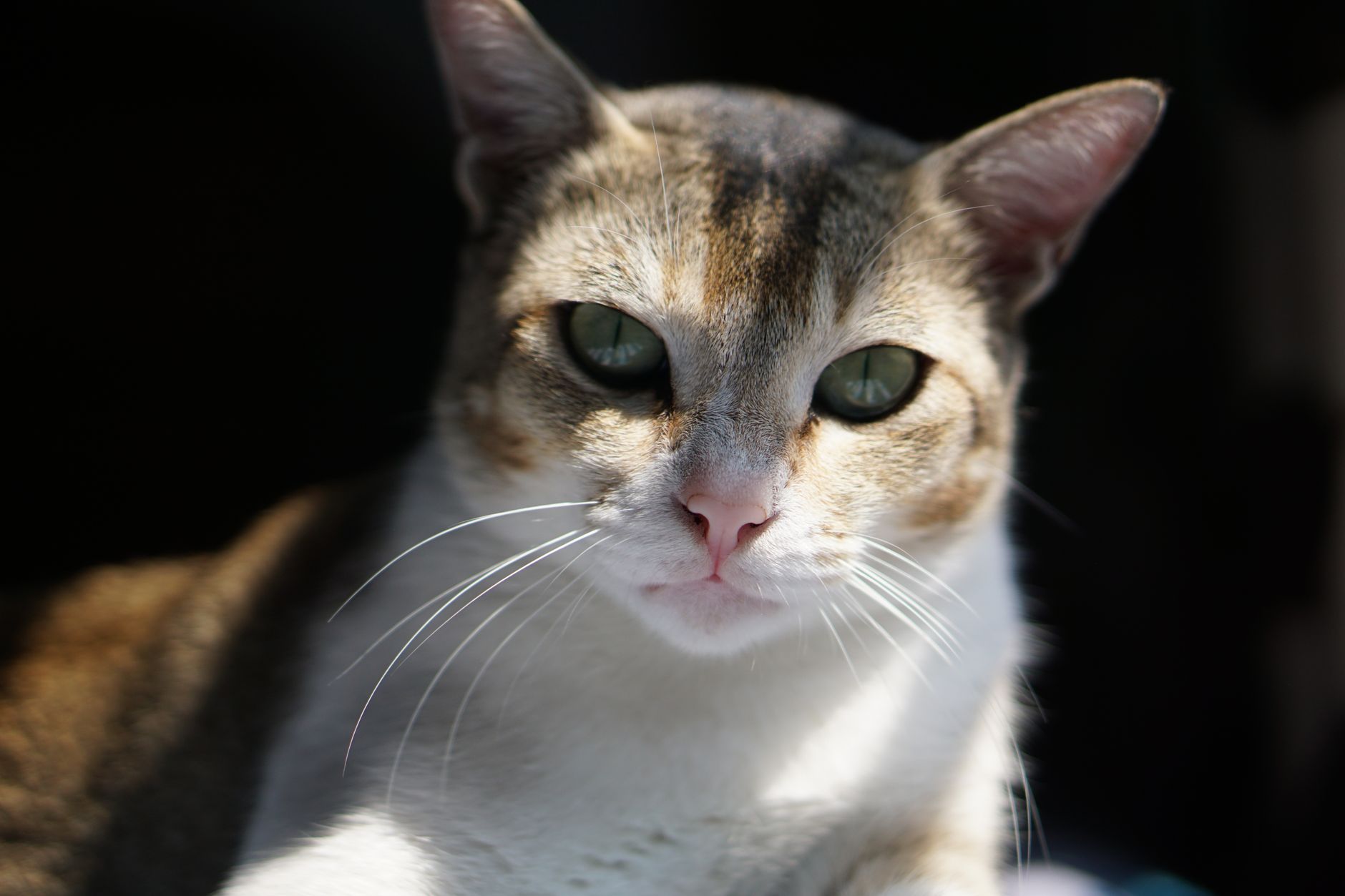 Egzotik Kedi Irkları: Bengal, Savannah, Toyger, Serengeti ve Vahşi Görünümlü Kediler
