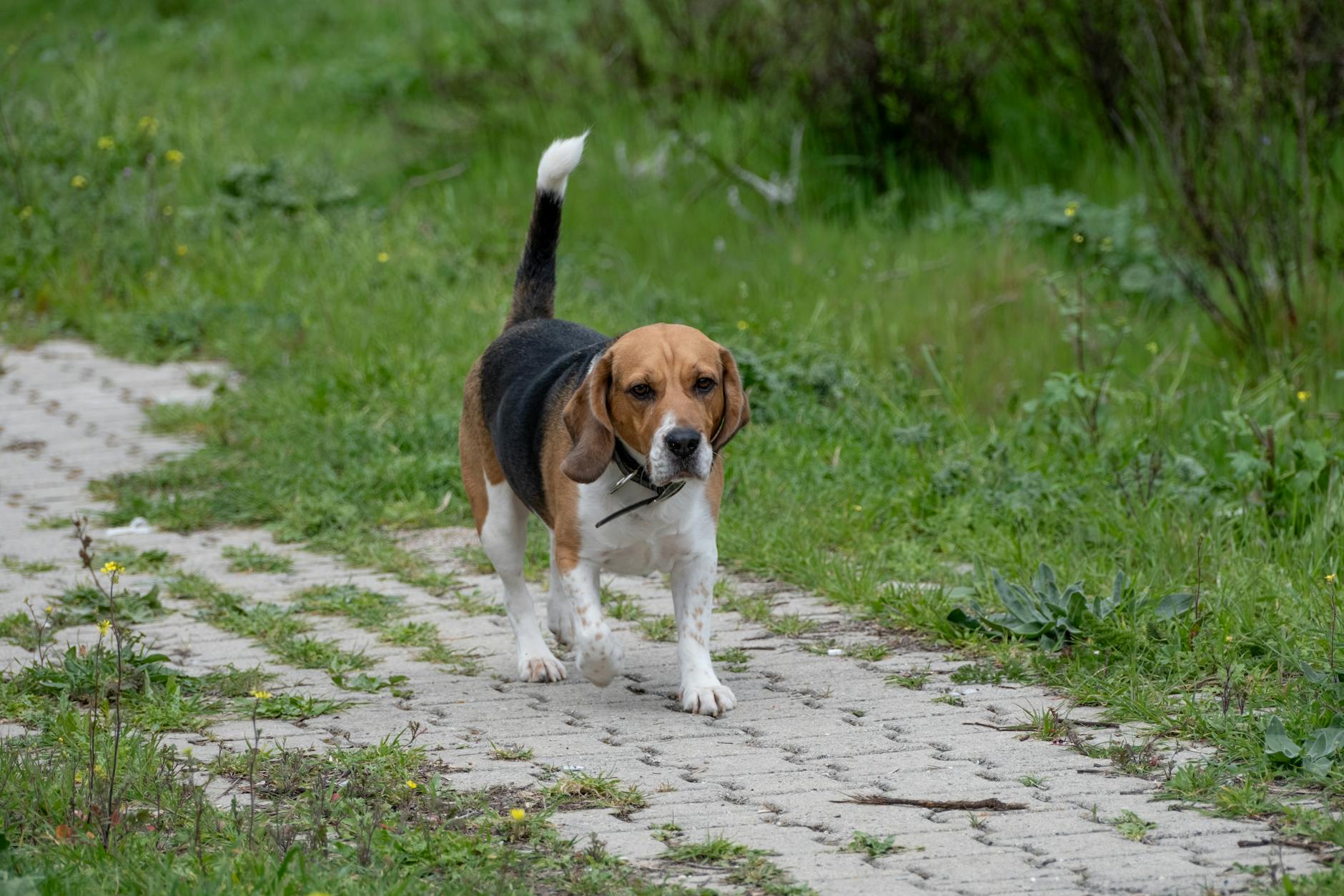 enerjik köpek koşusu