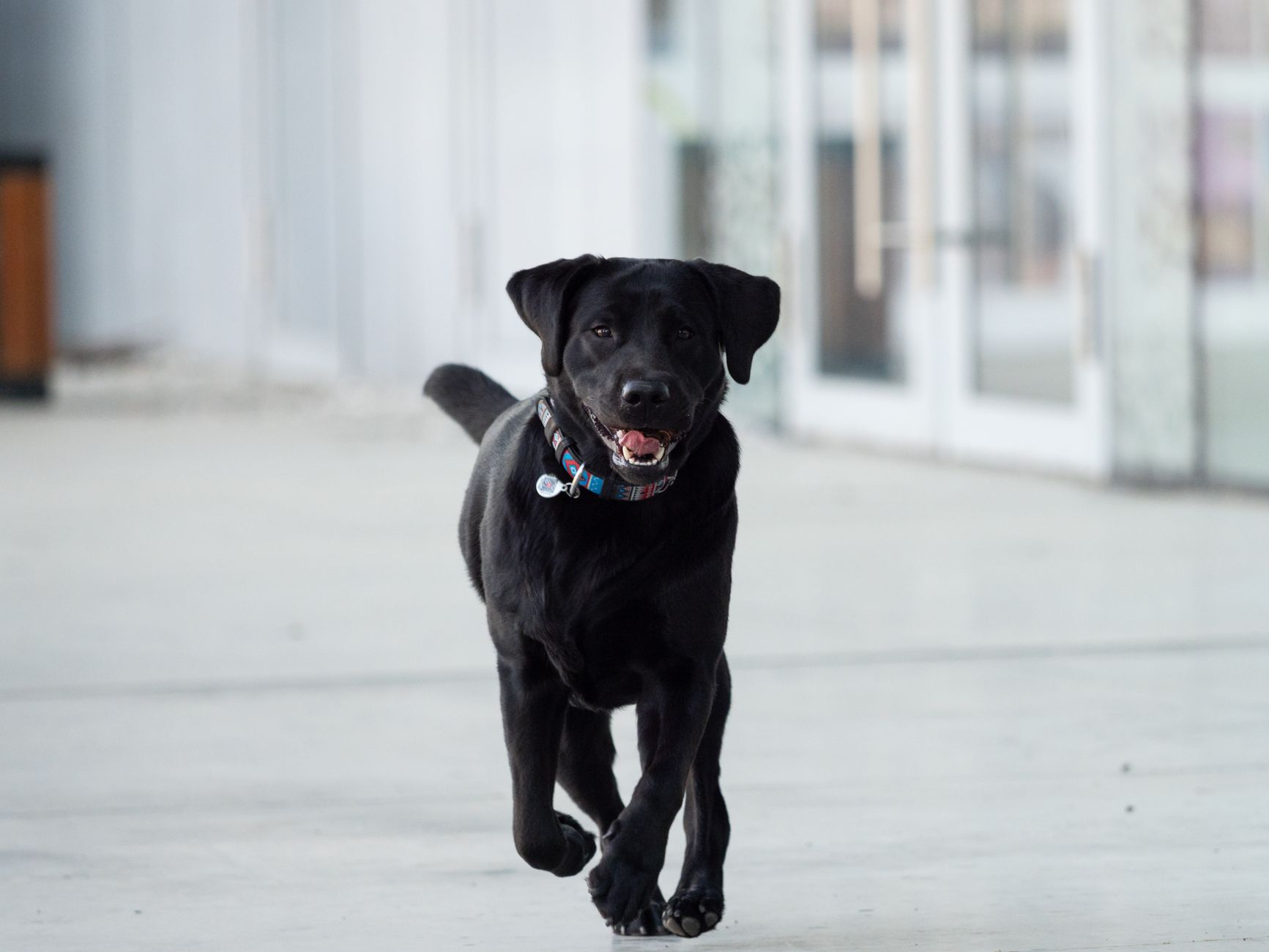 enerjik köpek koşuyor