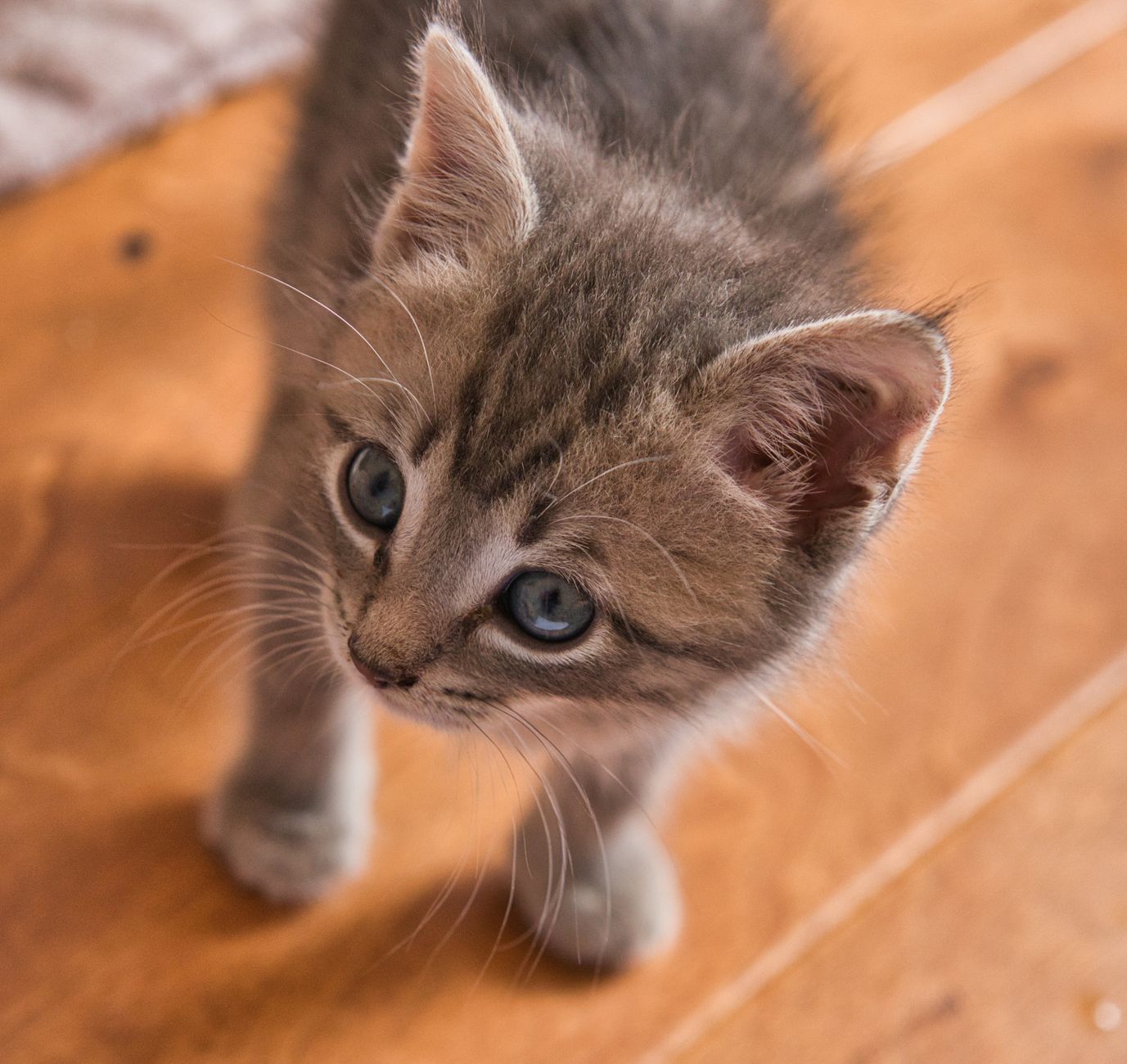 FeLV ve FIV: Kedi Lösemi ve İmmün Yetmezlik Virüsü Komple Rehberi
