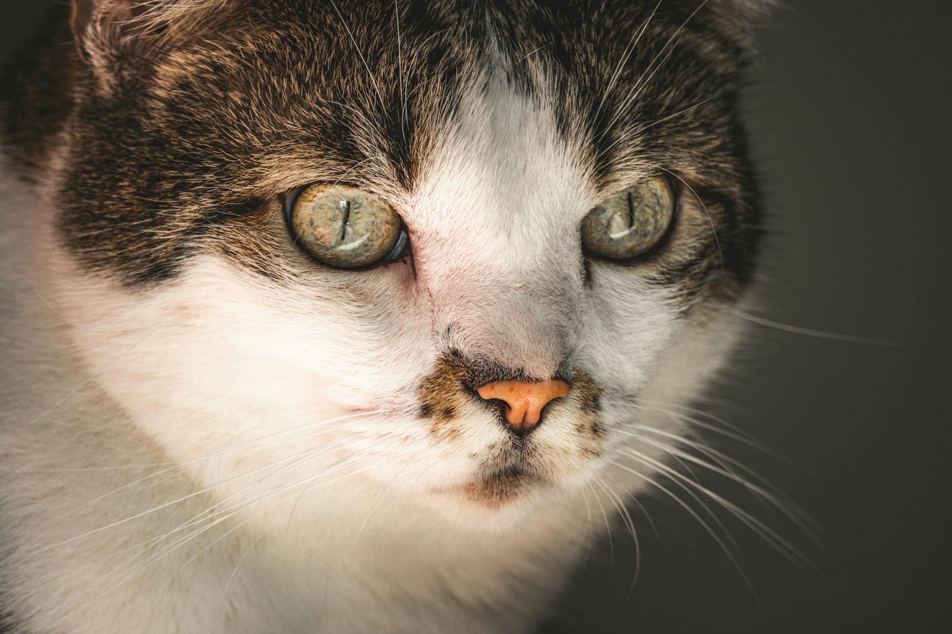 FeLV ve FIV: Kedi Lösemi ve İmmün Yetmezlik Virüsü Komple Rehberi