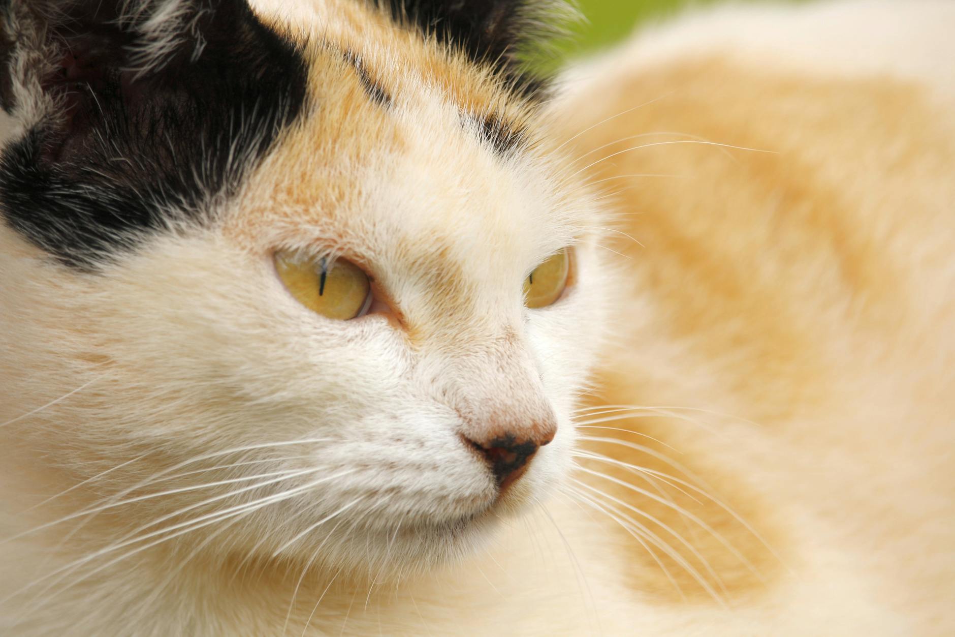 FeLV ve FIV: Kedi Lösemi ve İmmün Yetmezlik Virüsü Komple Rehberi
