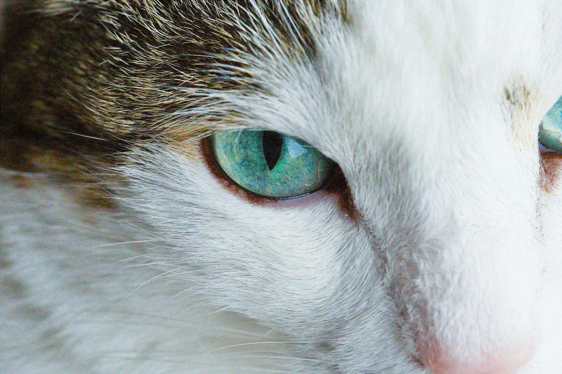 FeLV ve FIV: Kedi Lösemi ve İmmün Yetmezlik Virüsü Komple Rehberi