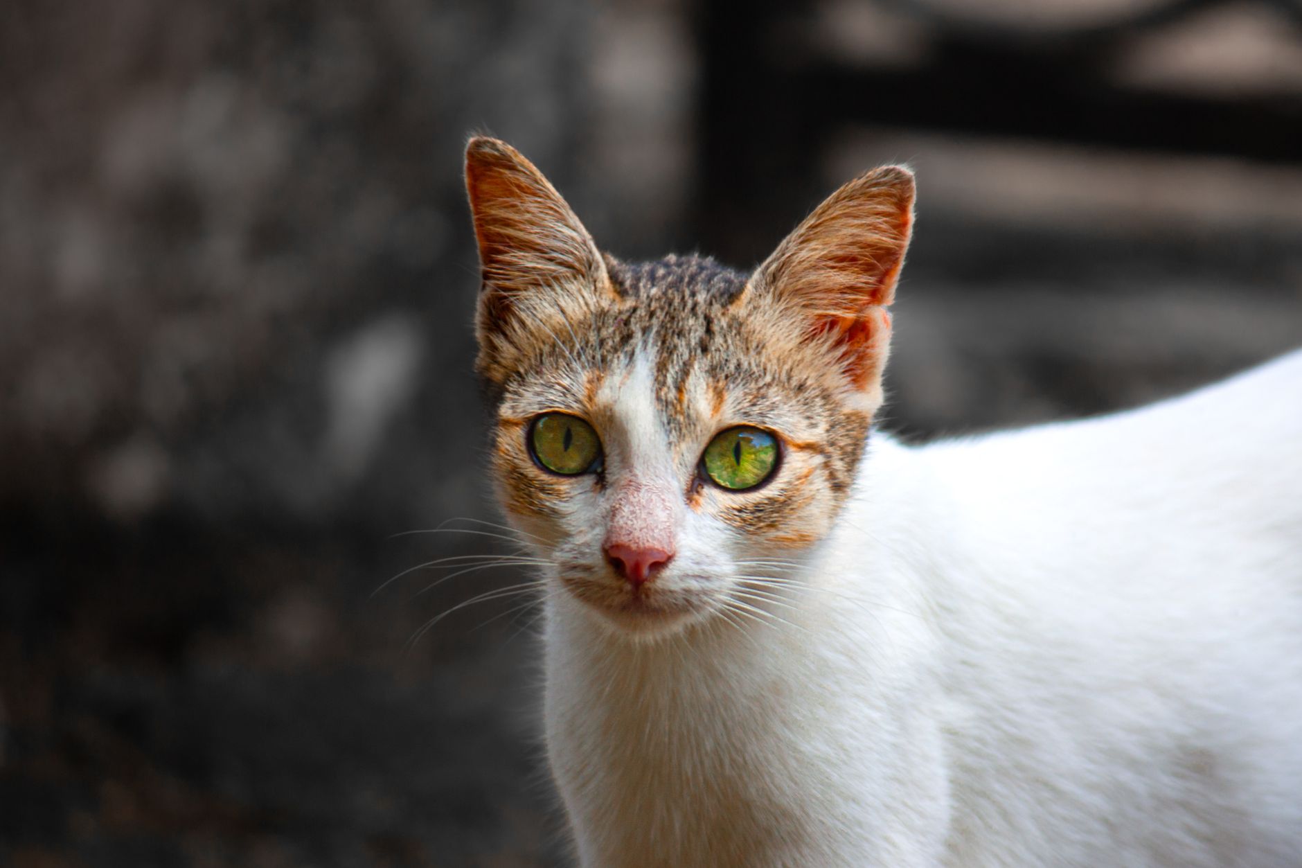 FeLV ve FIV: Kedi Lösemi ve İmmün Yetmezlik Virüsü Komple Rehberi