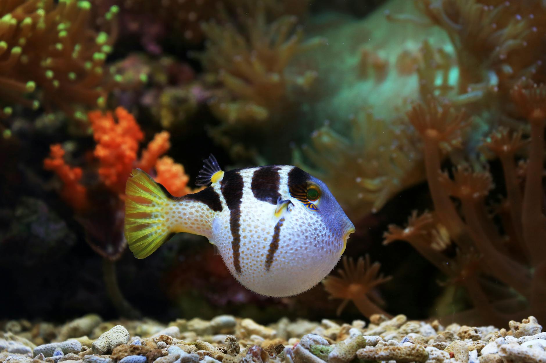 figure-8 puffer balığı