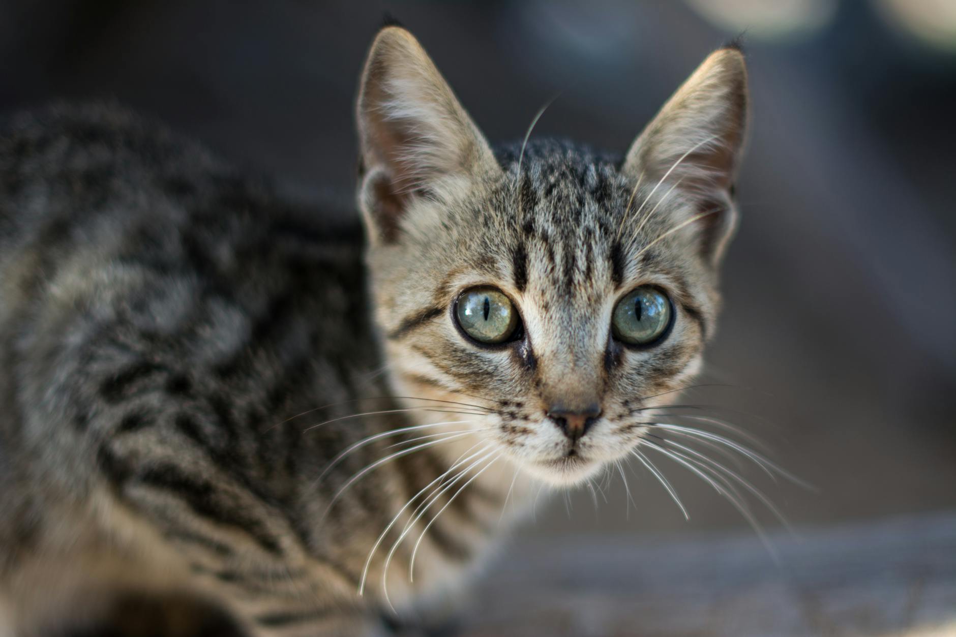 FIP (Feline Infectious Peritonitis) Tedavi Protokolleri: GS-441524 ile Tam İyileşme