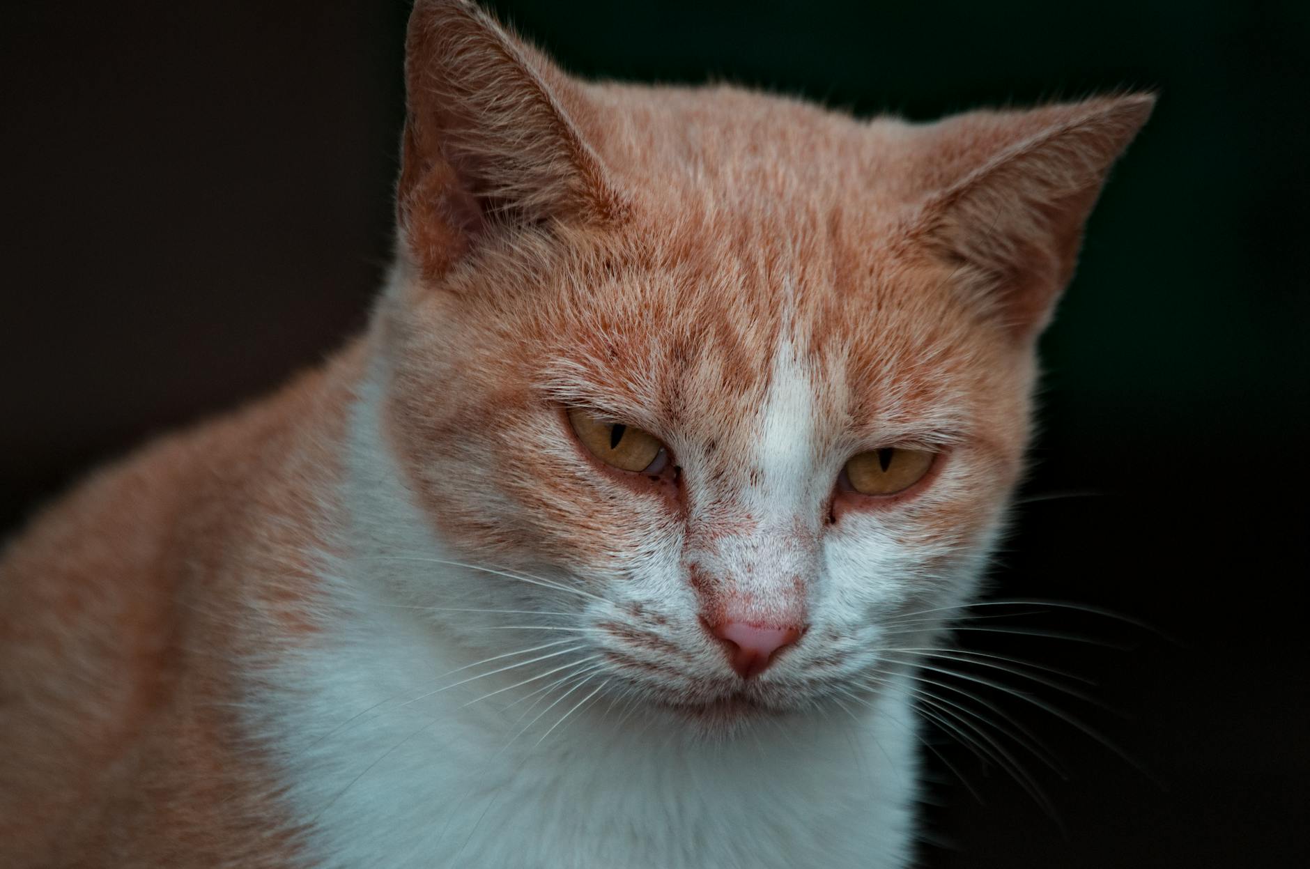 FIP (Feline Infectious Peritonitis) Tedavi Protokolleri: GS-441524 ile Tam İyileşme