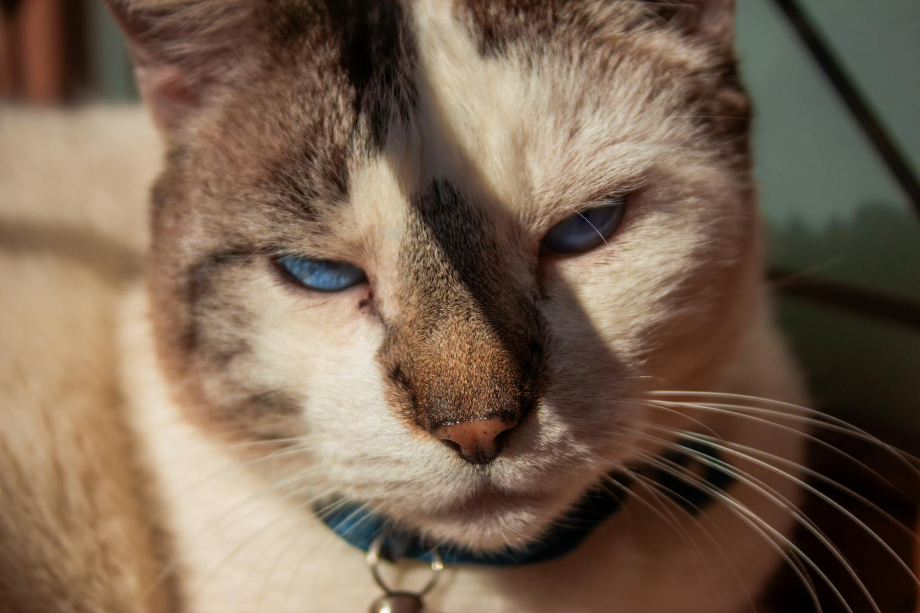 FIP (Feline Infectious Peritonitis) Tedavi Protokolleri: GS-441524 ile Tam İyileşme